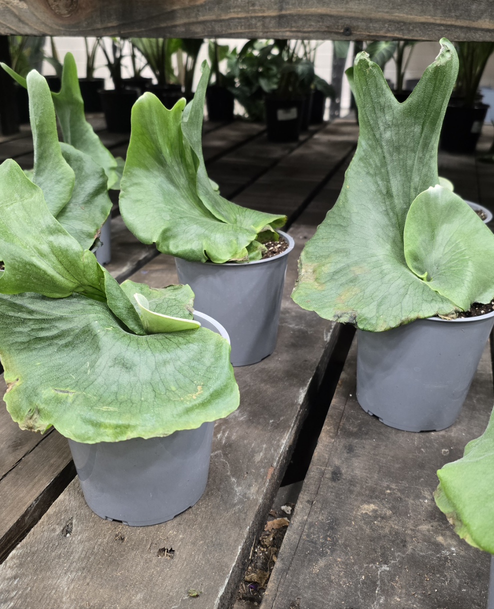 Platycerium Wandae-Staghorn Fern - Exotic Houseplant - Get similar - 🪴 Voelk Art & Plants Inc 🪴