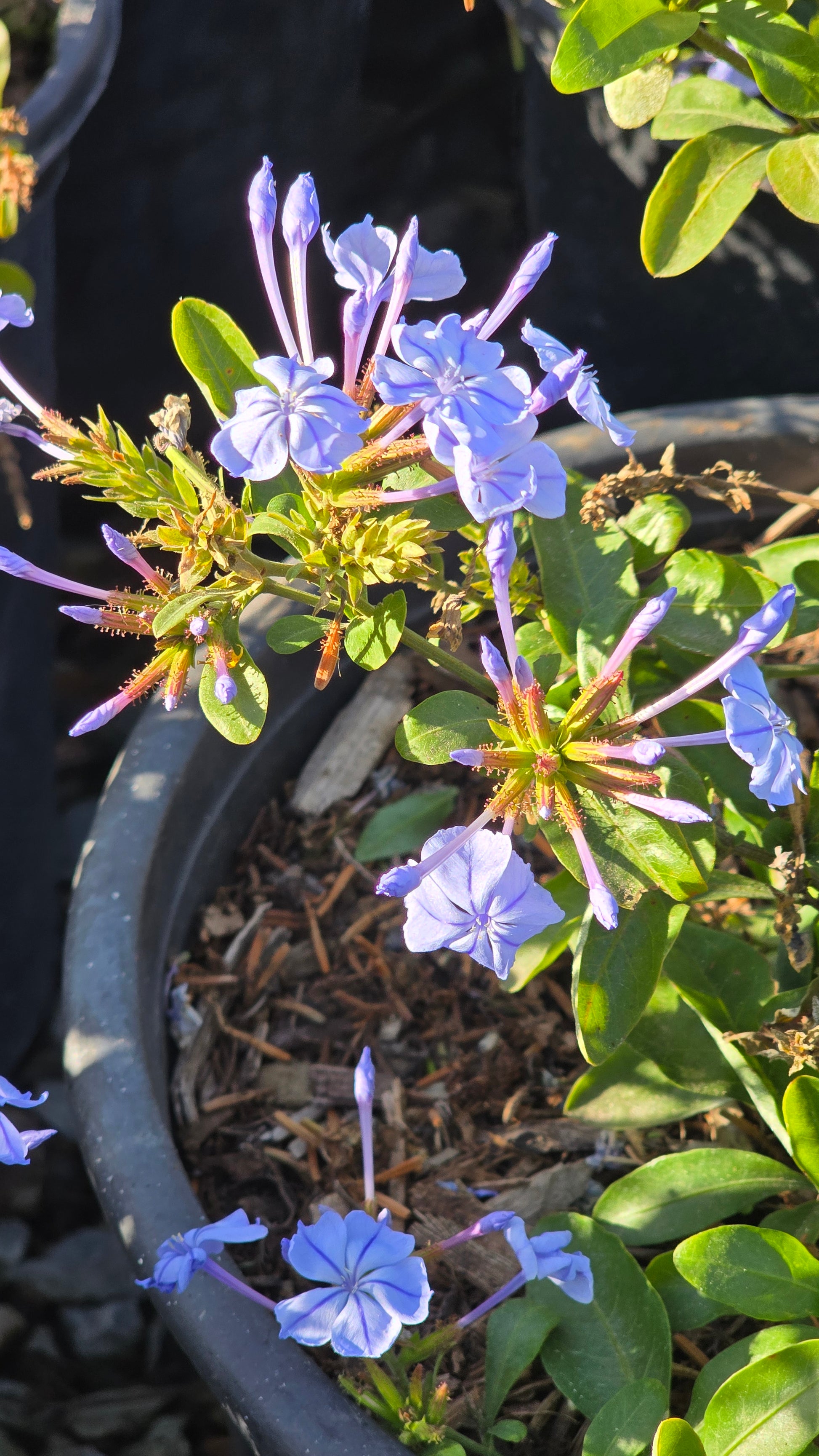 Plumbago auriculata Purple flower on 5 gallon pot - Get similar - 🪴 Voelk Art & Plants Inc 🪴