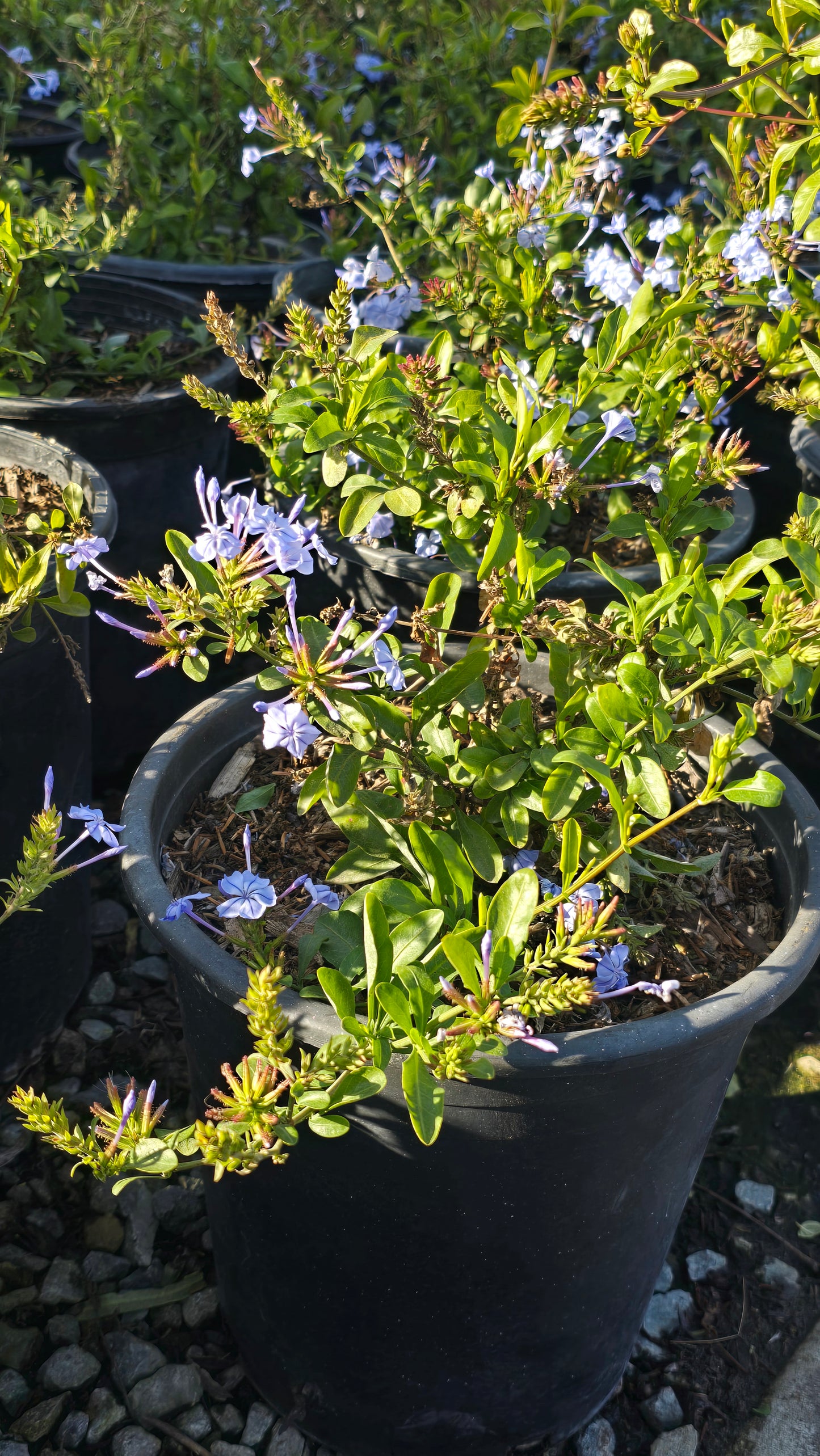 Plumbago auriculata Purple flower on 5 gallon pot - Get similar - 🪴 Voelk Art & Plants Inc 🪴