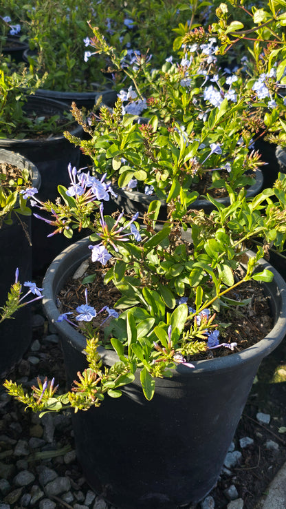 Plumbago auriculata Purple flower on 5 gallon pot - Get similar - 🪴 Voelk Art & Plants Inc 🪴
