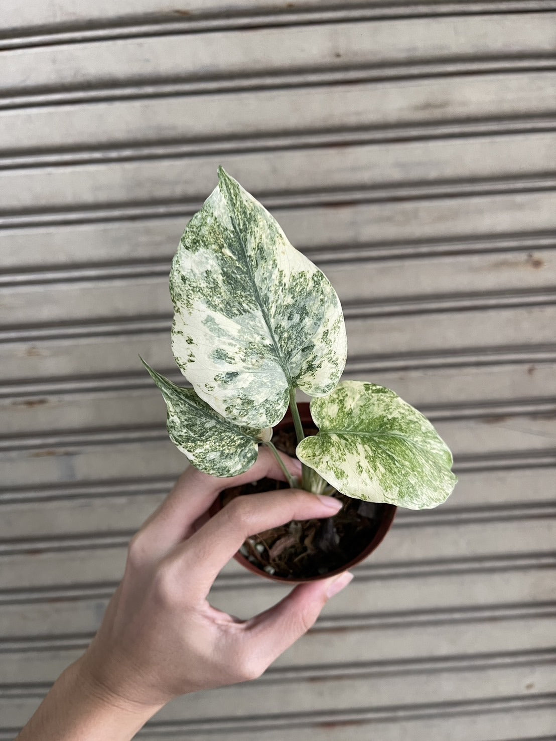 Root in moss 3-4 leaves- Monstera Delisiosa 'Legacy' Smaller Variegated Rare Plant- Get Similar to the picture - 🪴 Voelk Art & Plants Inc 🪴