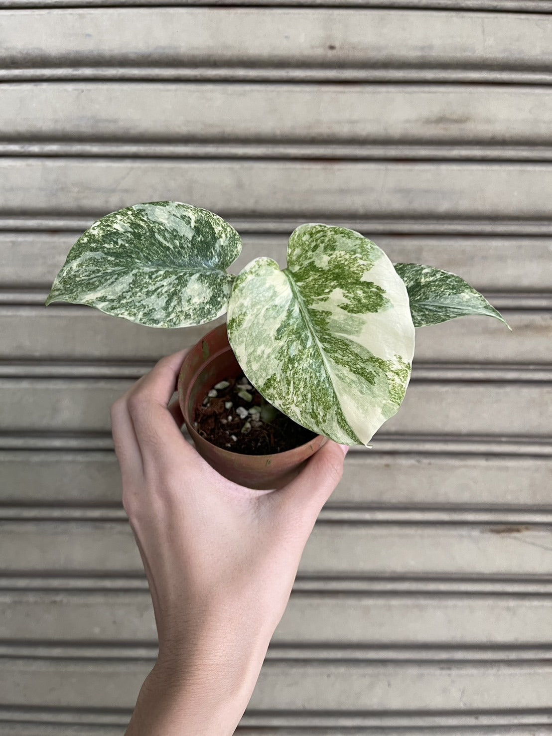 Root in moss 3-4 leaves- Monstera Delisiosa 'Legacy' Smaller Variegated Rare Plant- Get Similar to the picture - 🪴 Voelk Art & Plants Inc 🪴
