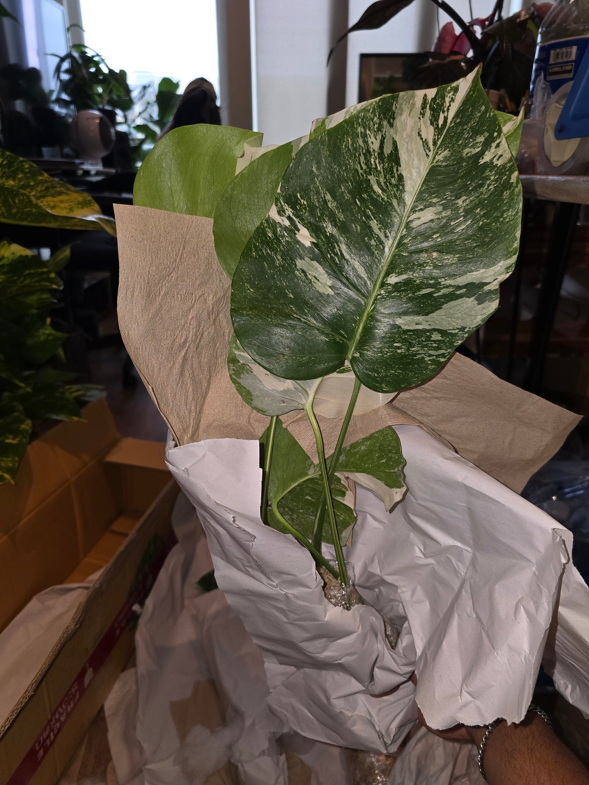 Rooted in moss - Monstera Albo, 5-6 leaves - Get similar to the picture - may ship ASAP in USA CA -pic from farm - 🪴 Voelk Art & Plants Inc 🪴