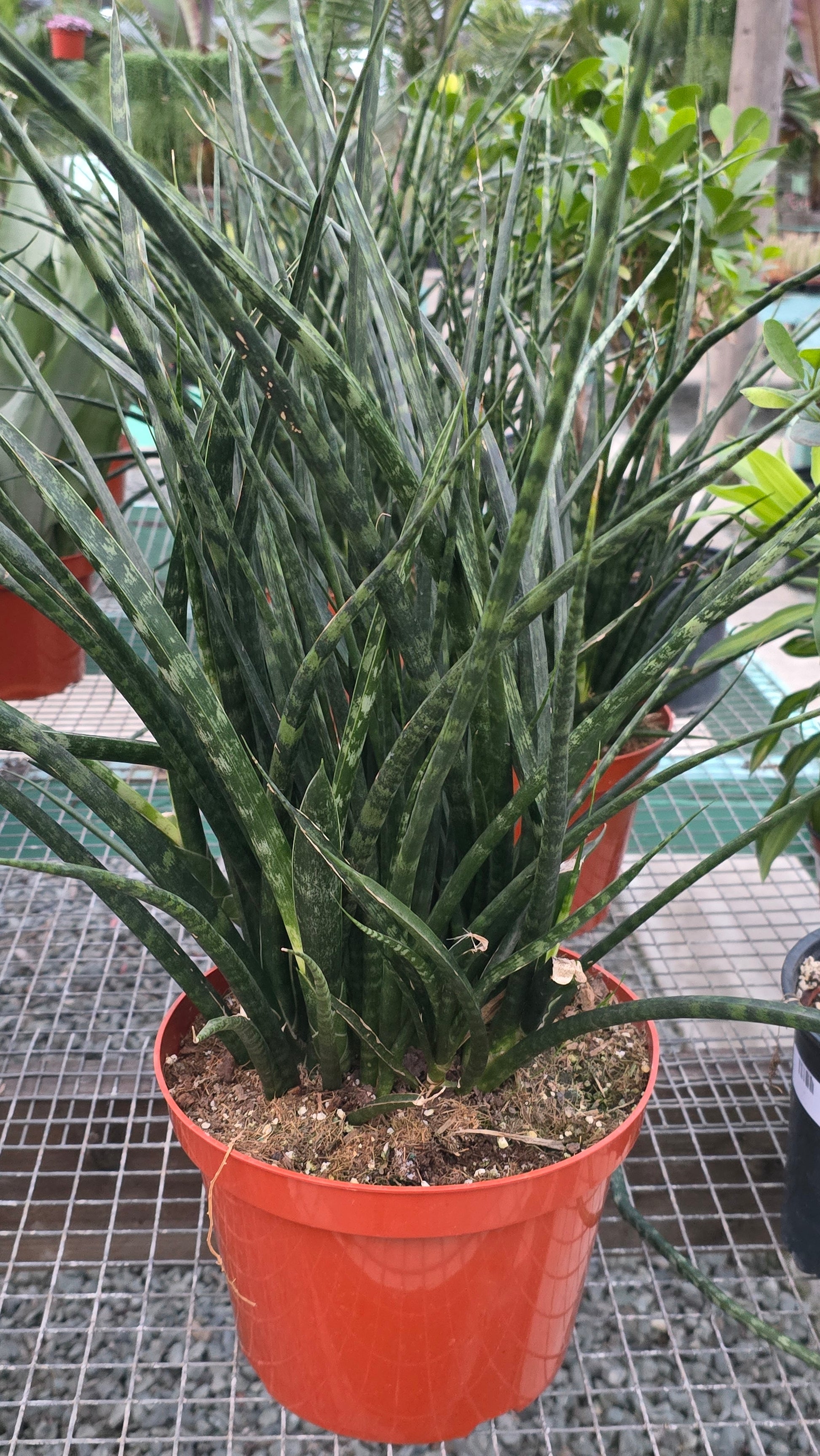2 foot pot plant Sansevieria Fernwood in 8 inch pot - Snake Plant - 2 Ft Snake Plant