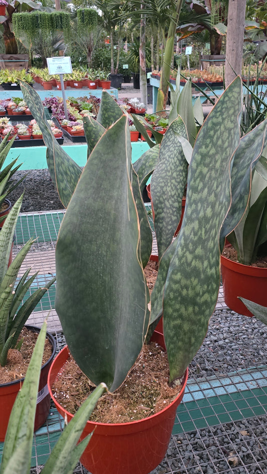 Sansevieria Masoniana 'Mason's Congo' in 8 inch pot - Snake Plant - 2 Ft Snake Plant - Get similar - 🪴 Voelk Art & Plants Inc 🪴