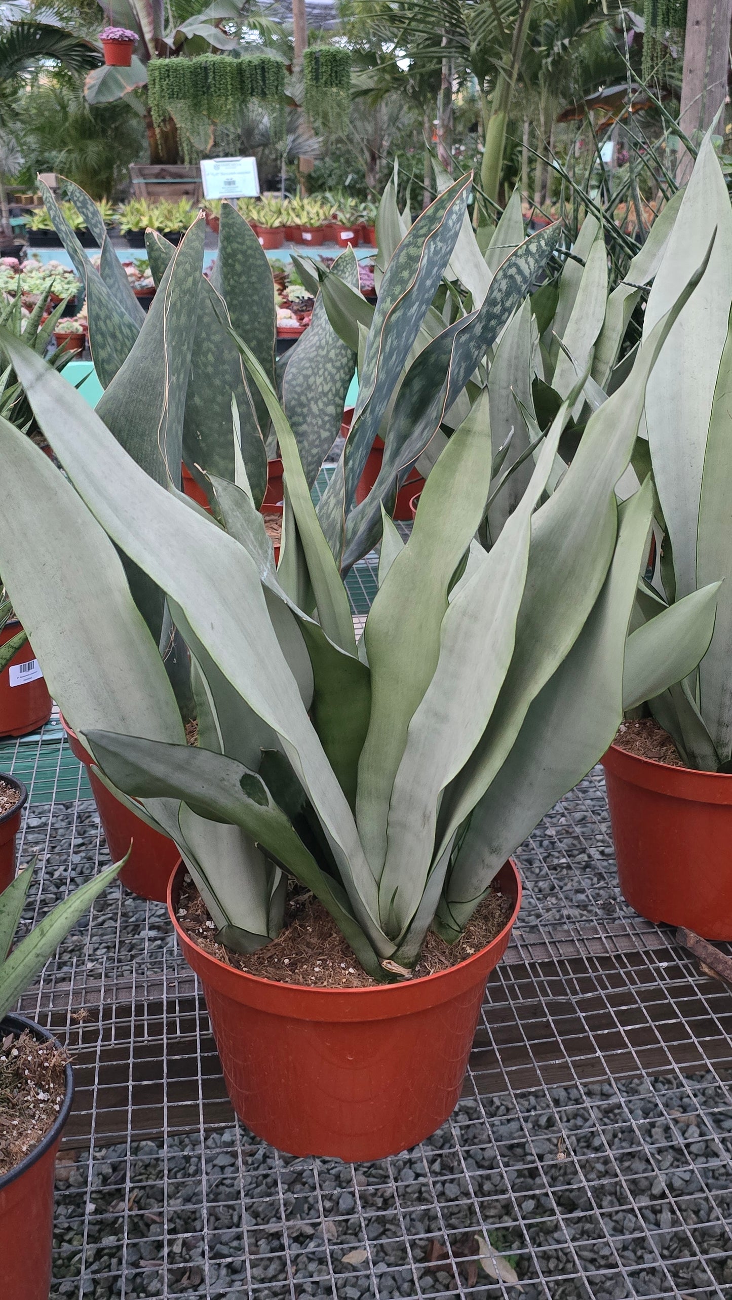 Sansevieria Moonshine in 10 inch pot - Snake Plant - 2 Ft Snake Plant - Get similar - 🪴 Voelk Art & Plants Inc 🪴