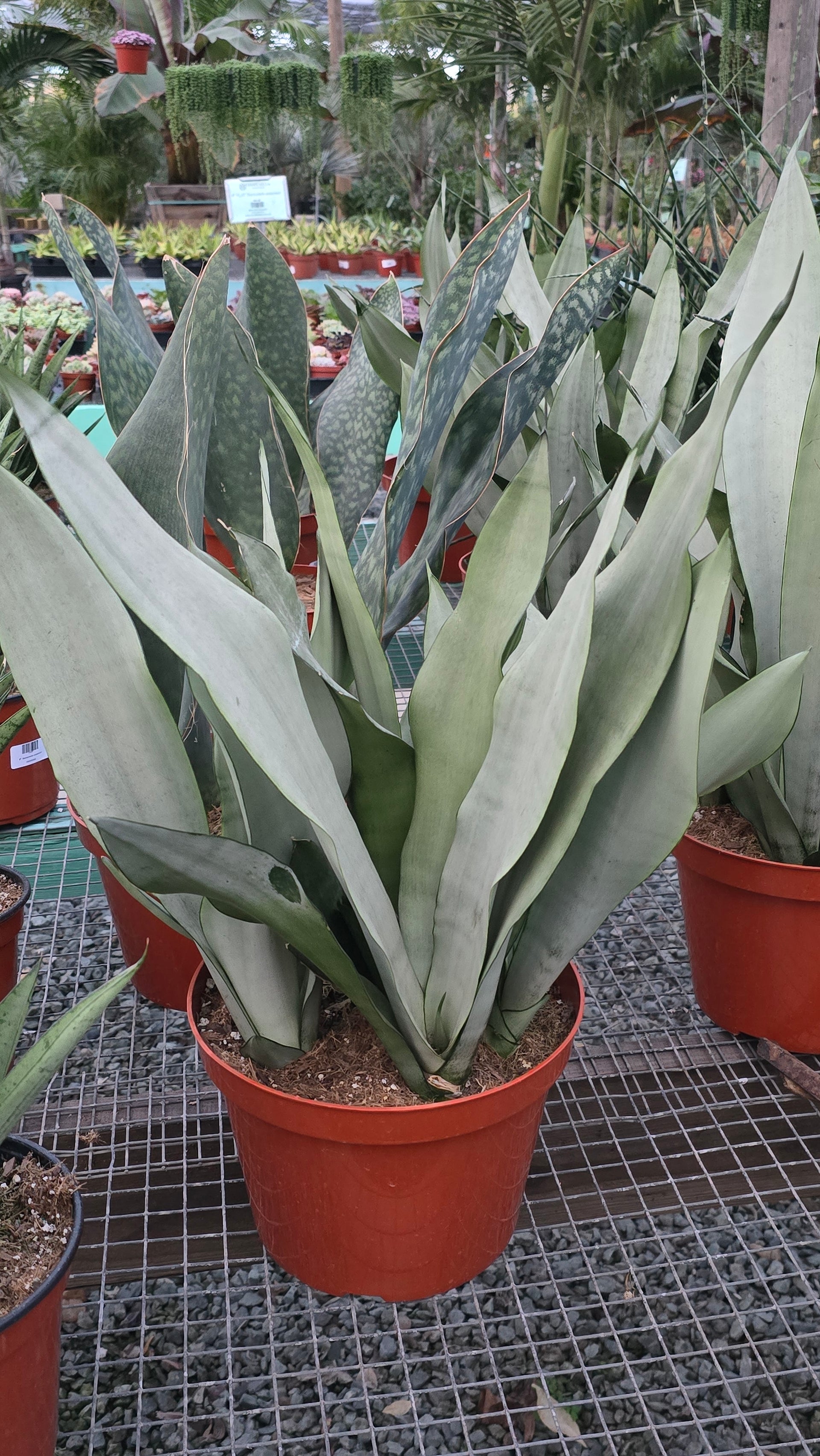 Sansevieria Moonshine in 10 inch pot - Snake Plant - 2 Ft Snake Plant