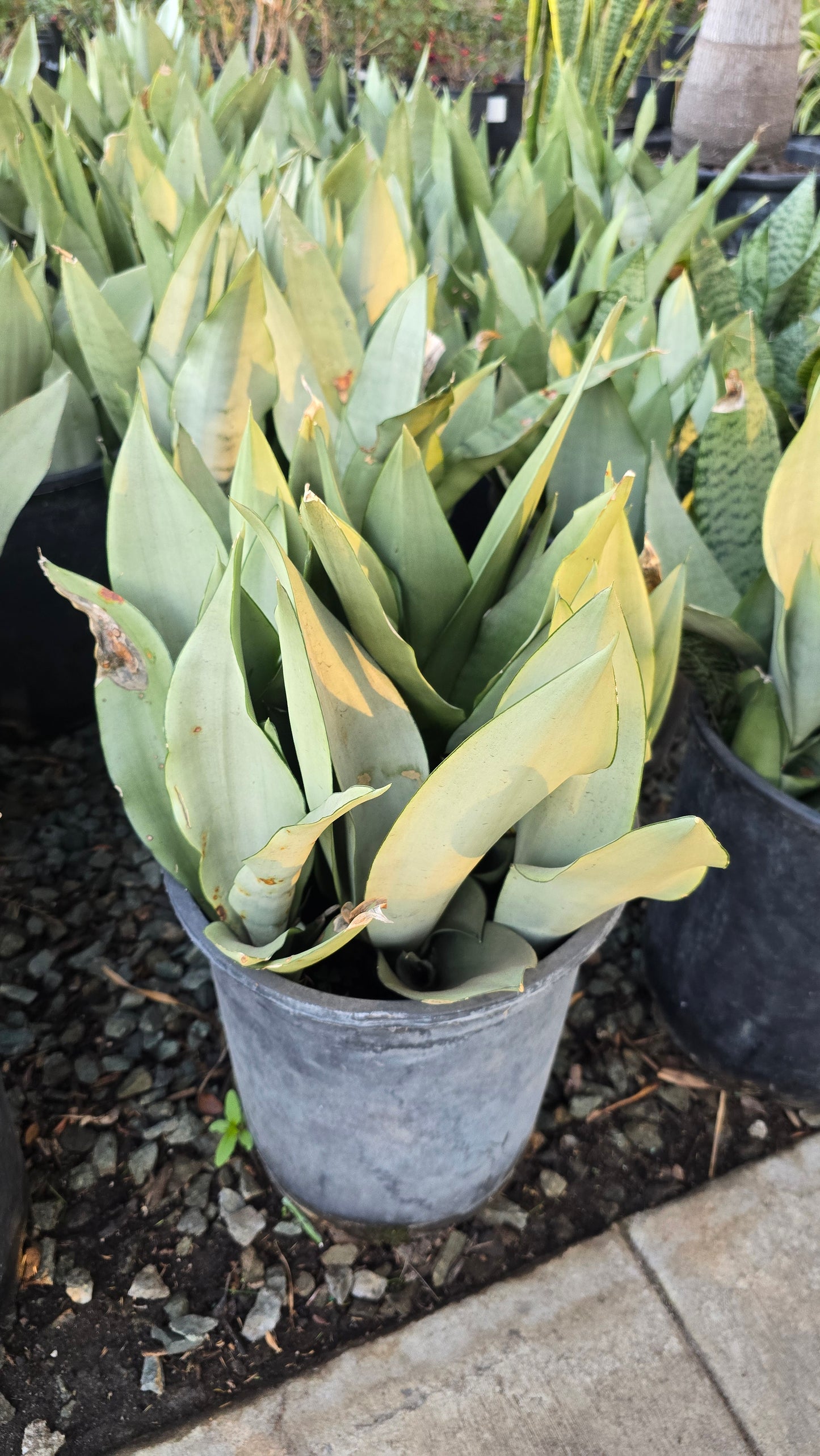 Sansevieria trifasciata Moonshine in 5 gal pot - Snake Plant - 2 Ft Snake Plant - Get similar - 🪴 Voelk Art & Plants Inc 🪴