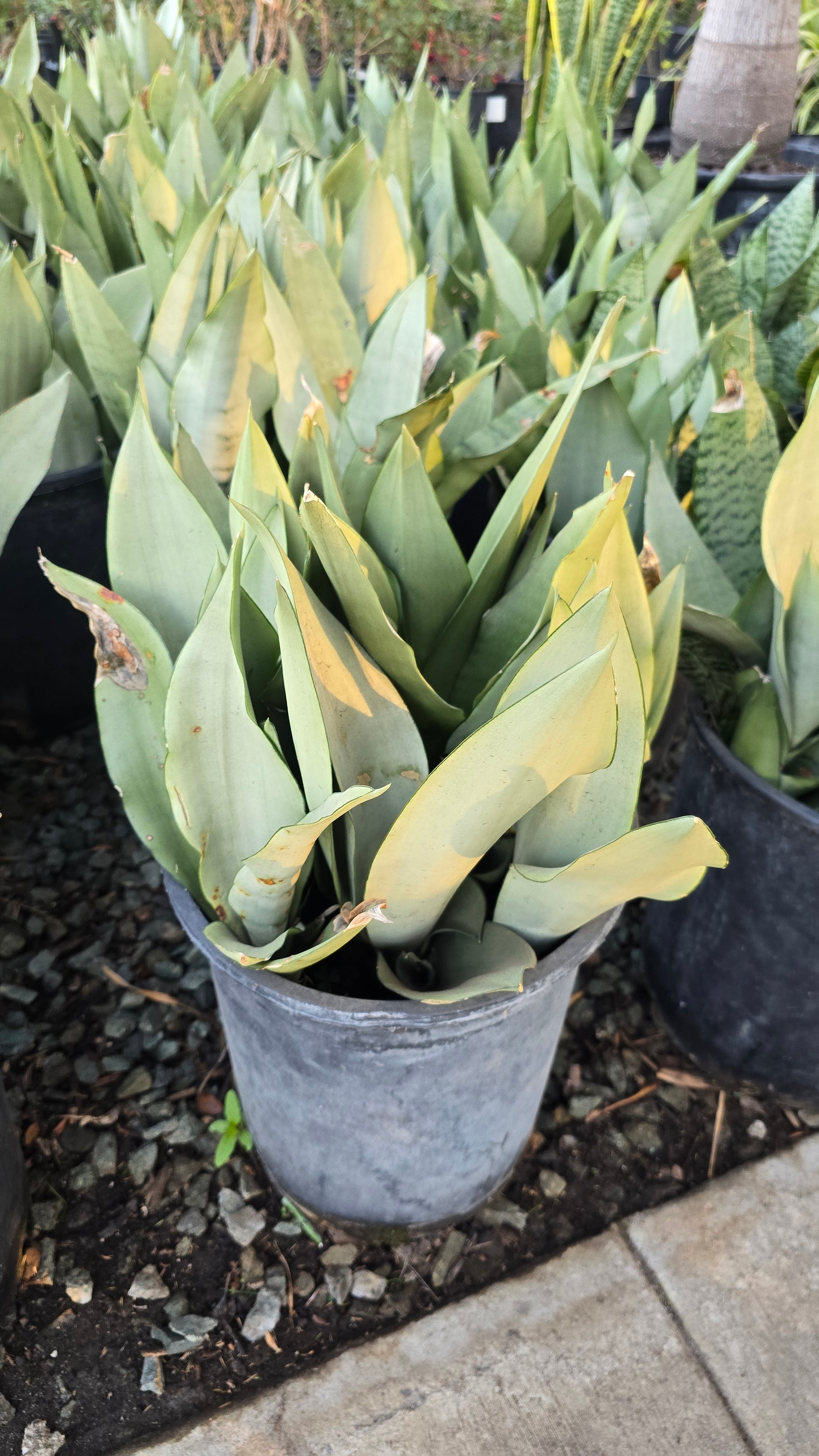 Sansevieria trifasciata Moonshine in 5 gal pot - Snake Plant - 2 Ft Snake Plant - Get similar - 🪴 Voelk Art & Plants Inc 🪴