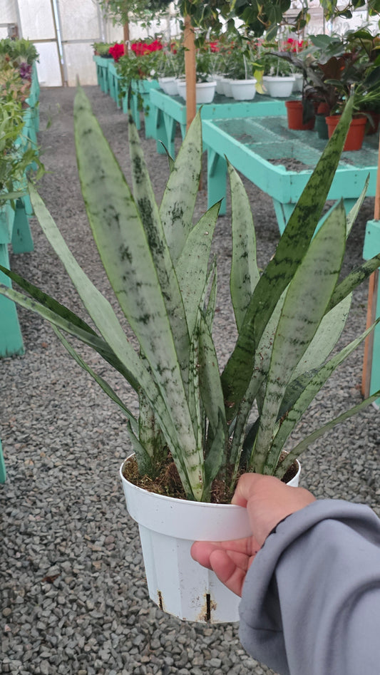 Sansevieria trifasciata 'Silver Princess' in 6 inch pot - Snake Plant - 1.5-2 Ft Snake Plant - Get similar - 🪴 Voelk Art & Plants Inc 🪴