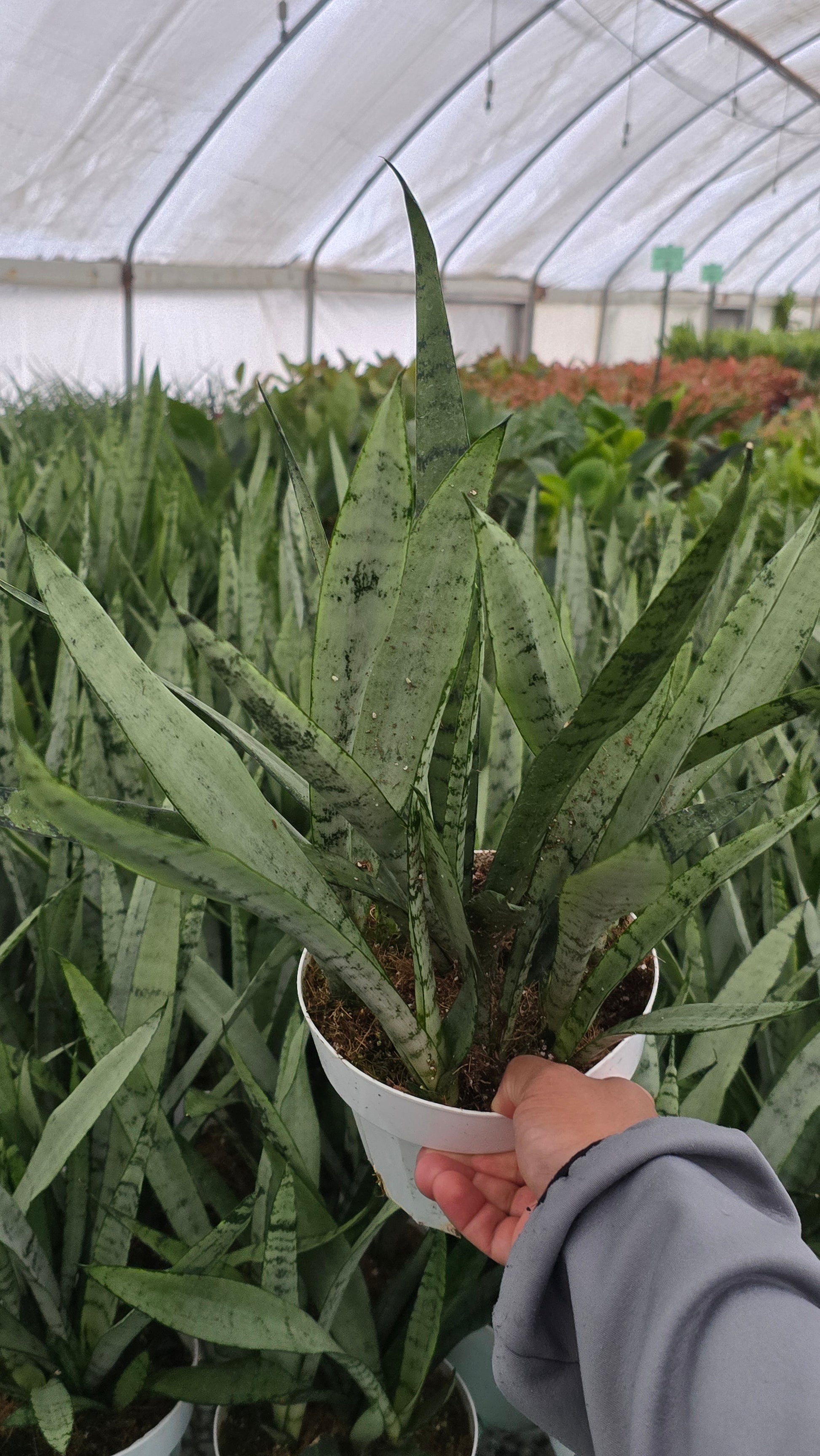 Sansevieria trifasciata 'Silver Princess' in 6 inch pot - Snake Plant - 1.5-2 Ft Snake Plant - Get similar - 🪴 Voelk Art & Plants Inc 🪴