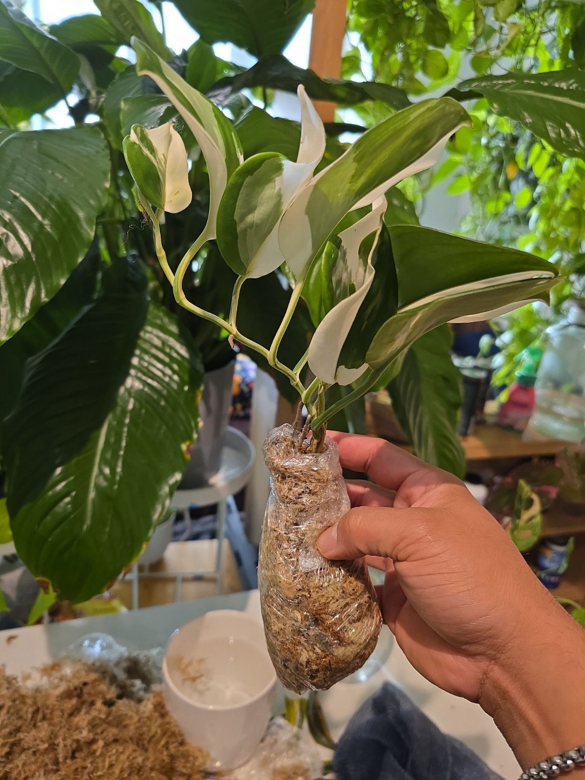 Scindapsus Albo Variegated, Root in moss 4-5 Get Similar (UG-020) - 🪴 Voelk Art & Plants Inc 🪴