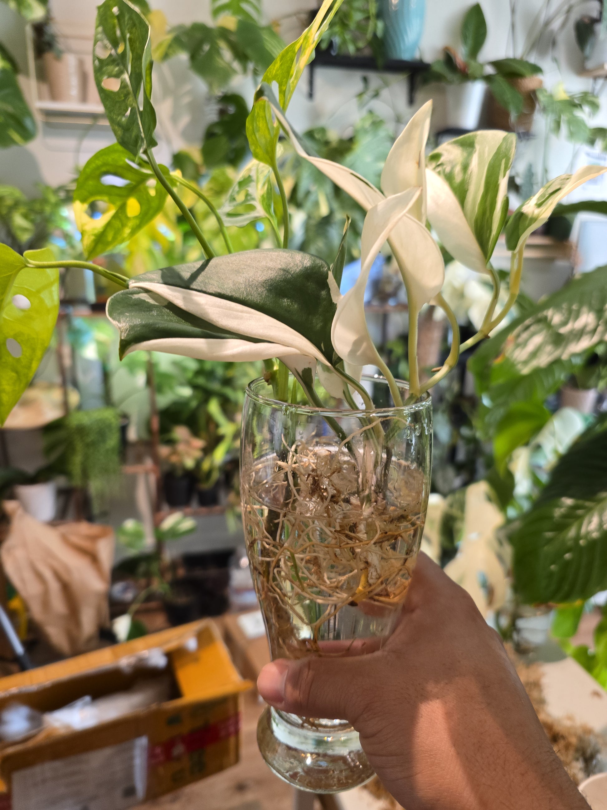 Scindapsus Albo Variegated, Root in moss 4-5 Get Similar (UG-020) - 🪴 Voelk Art & Plants Inc 🪴