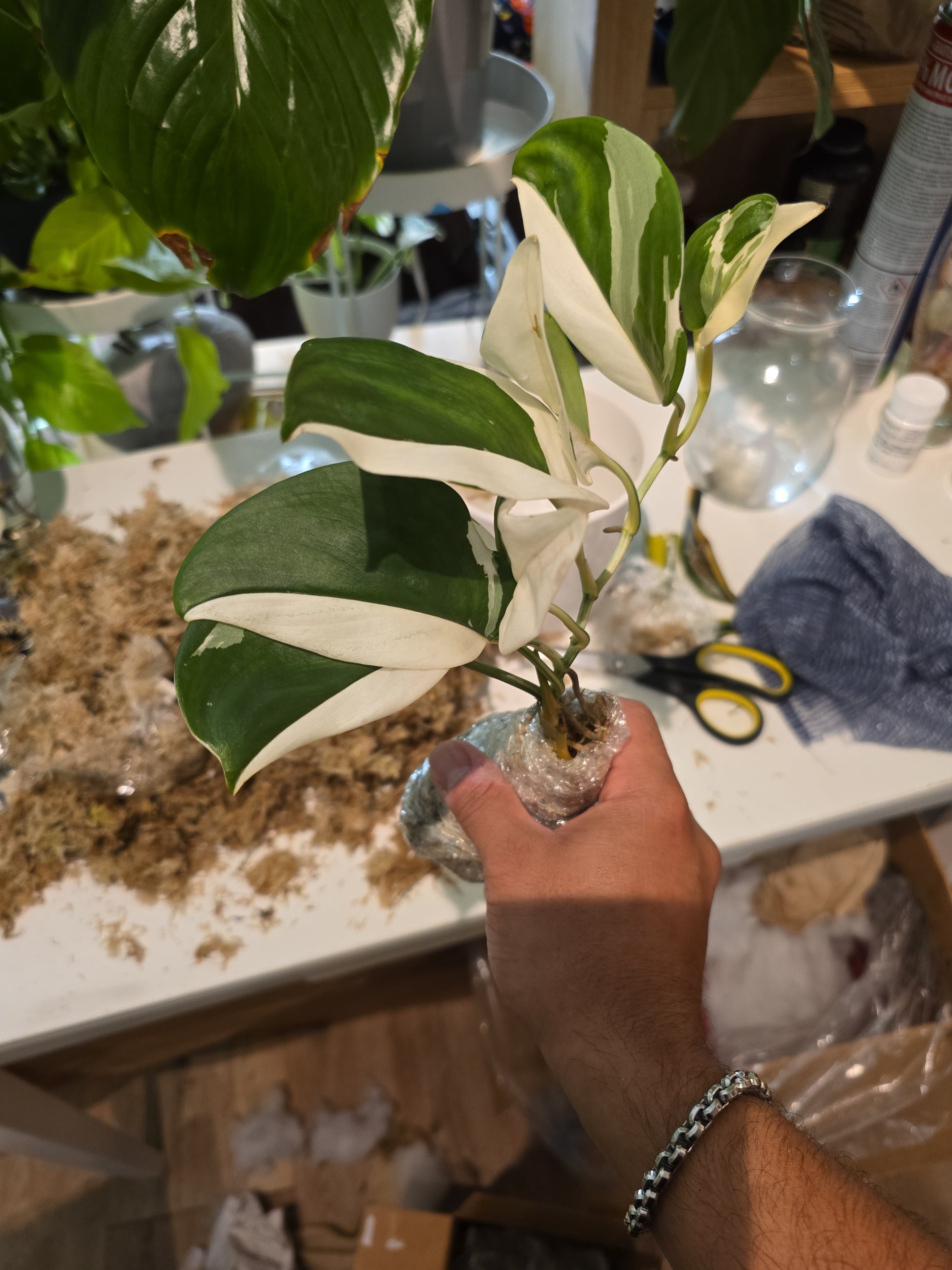 Scindapsus Albo Variegated, Root in moss 4-5 Get Similar (UG-020) - 🪴 Voelk Art & Plants Inc 🪴