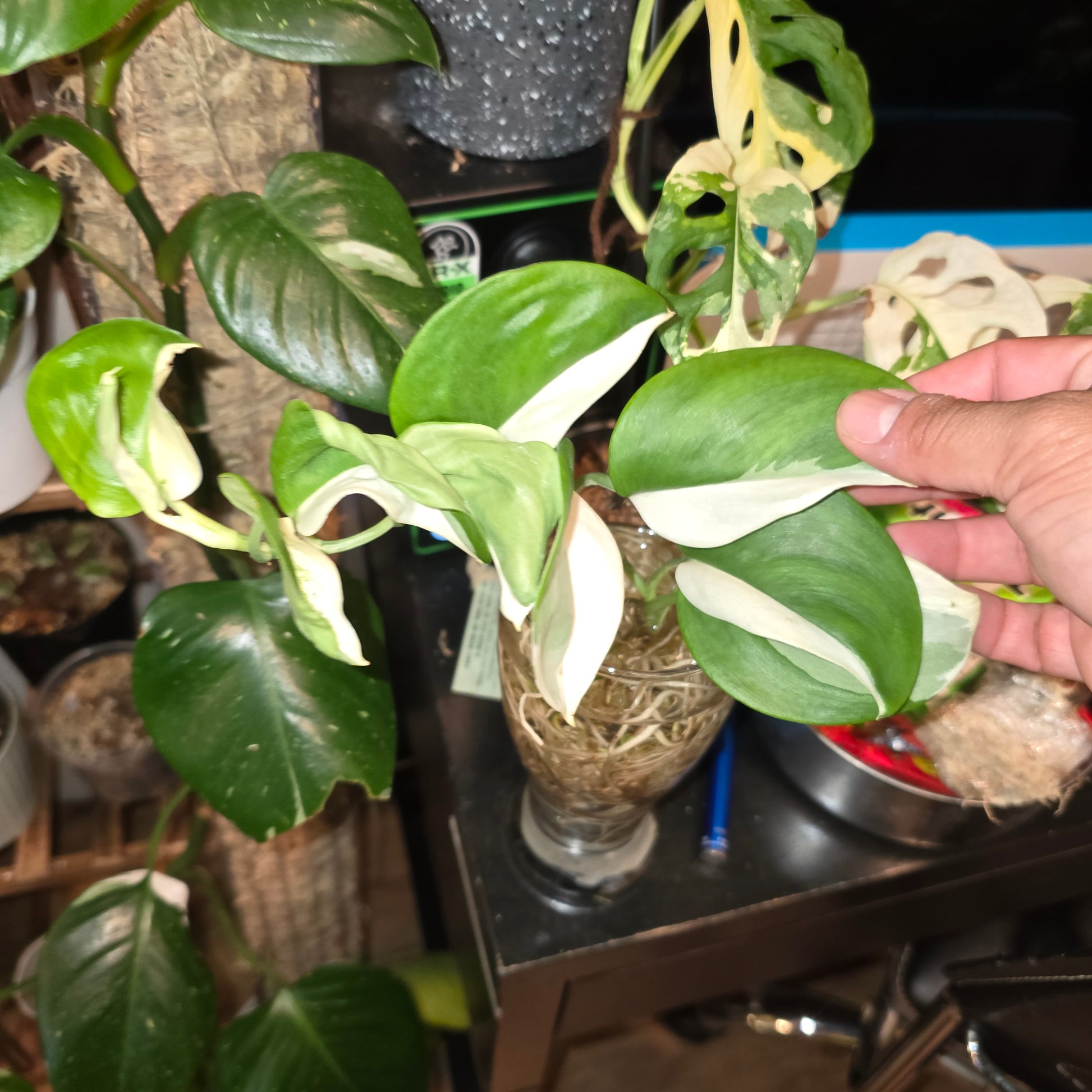 Scindapsus Albo Variegated, Root in moss 4-5 Get Similar (UG-020) - 🪴 Voelk Art & Plants Inc 🪴
