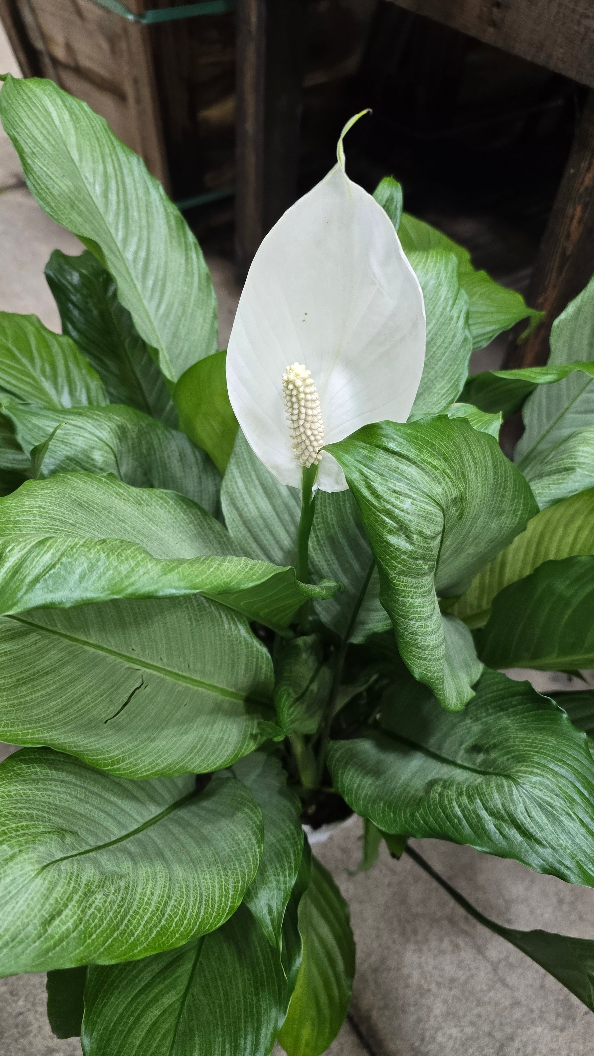 similar to peace lily Spathiphyllum Peace Lily Live Indoor Floor Plant in 8 inch pot- Get similar