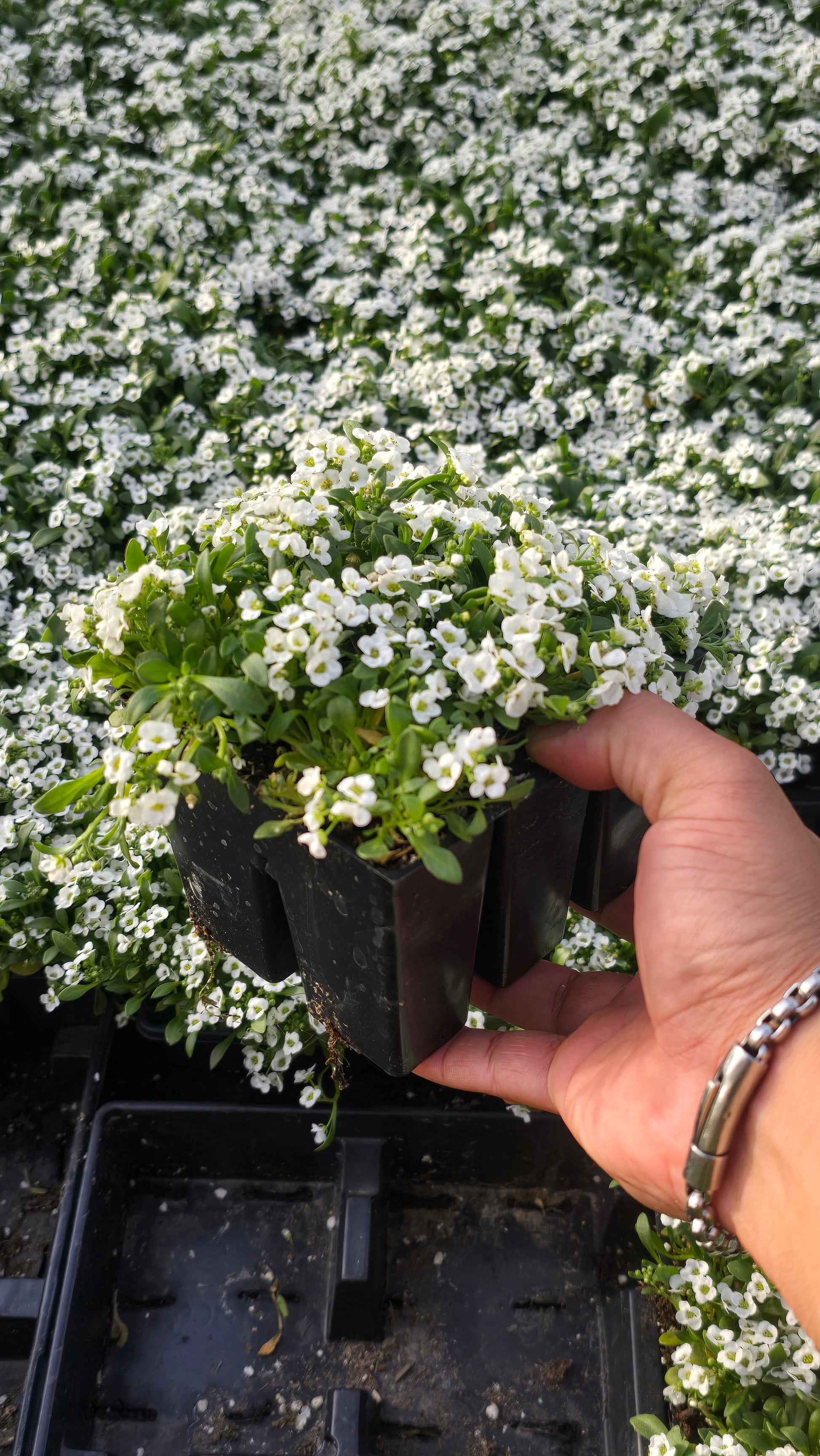 alyssum potted plant Sweet alyssum white 6 pack 4 inch Pot