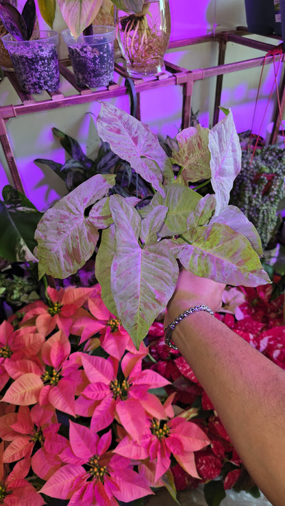 Syngonium Pink Confetti - Exact Plant, Dec 15, 2024 - 🪴 Voelk Art & Plants Inc 🪴