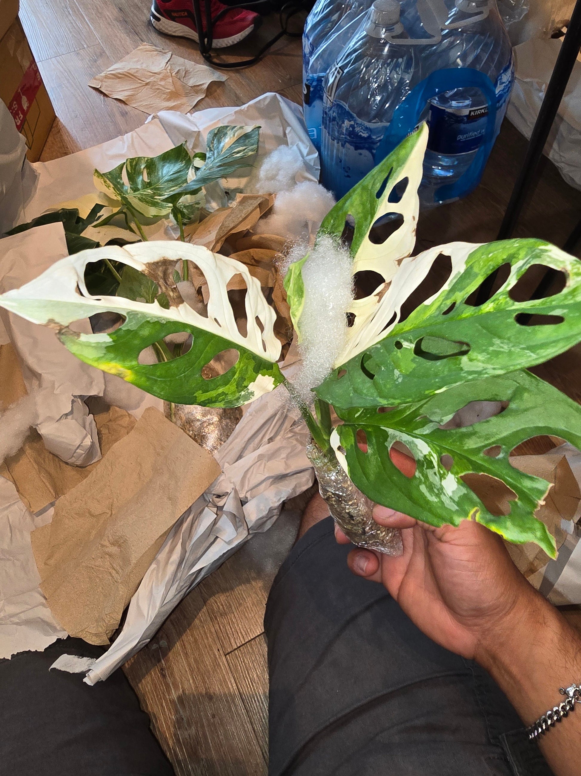 (UG-01)Rooted in moss - Monstera Cheese plant Adansonii Albo(green, white) - Get similar to the picture 5+ leaves, most likely ship ASAP, in USA - 🪴 Voelk Art & Plants Inc 🪴