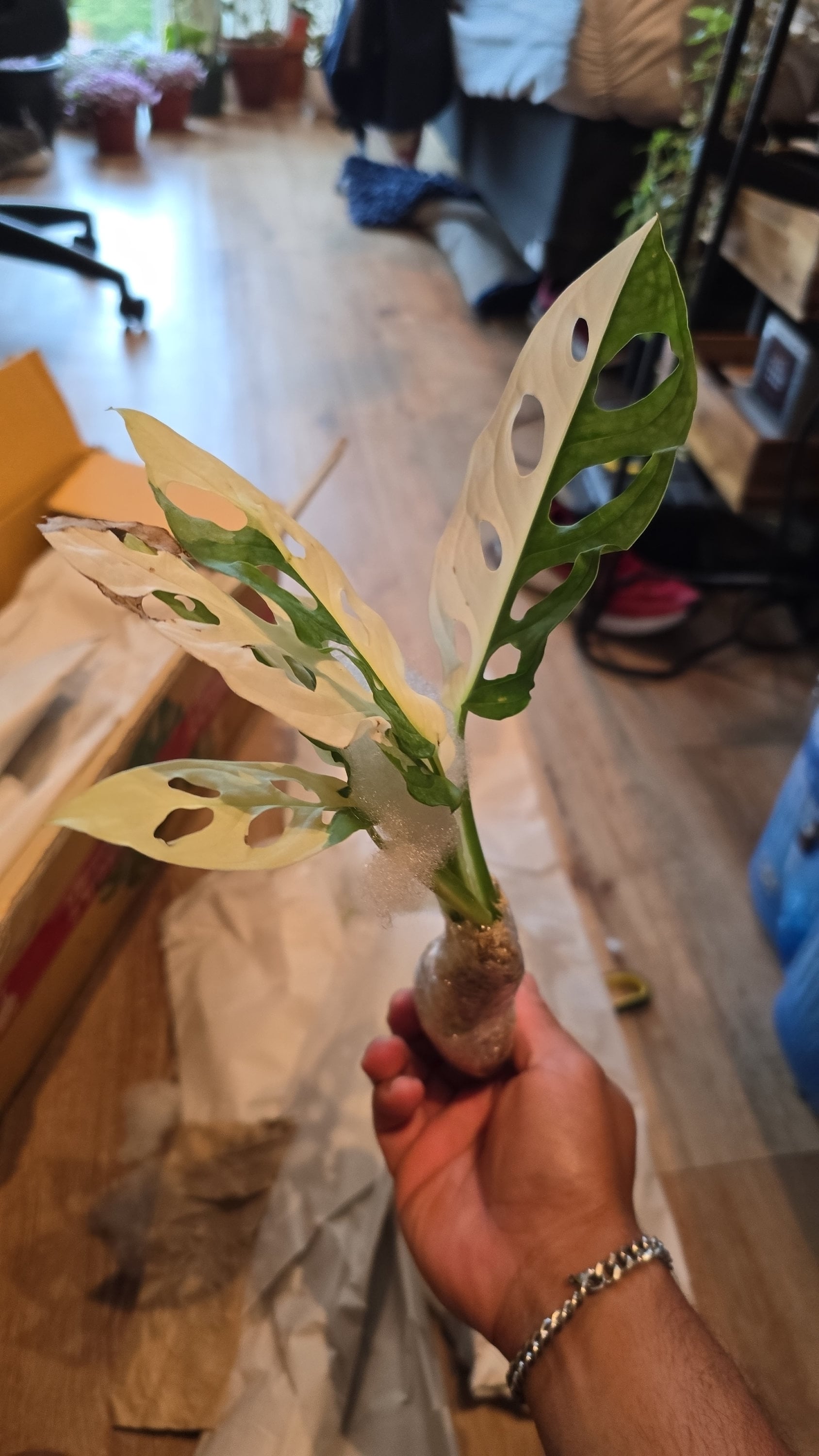 (UG-01)Rooted in moss - Monstera Cheese plant Adansonii Albo(green, white) - Get similar to the picture 5+ leaves, most likely ship ASAP, in USA - 🪴 Voelk Art & Plants Inc 🪴