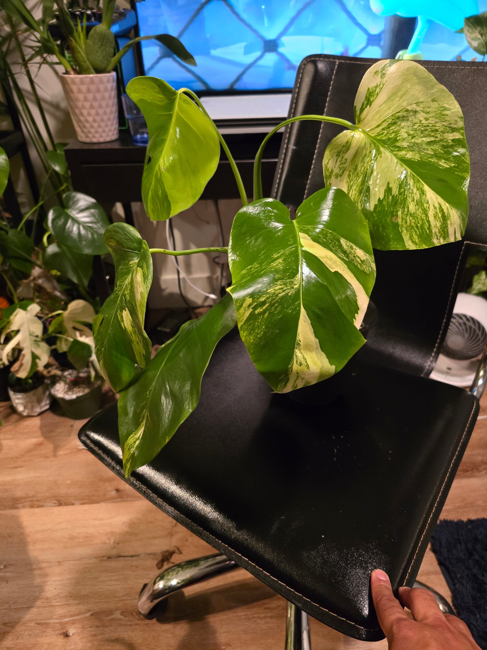 (UG-05)Root in moss 4+ leaves- Monstera Delisiosa 'Aurea' Variegated Rare Plant- Get Similar to the picture - 🪴 Voelk Art & Plants Inc 🪴