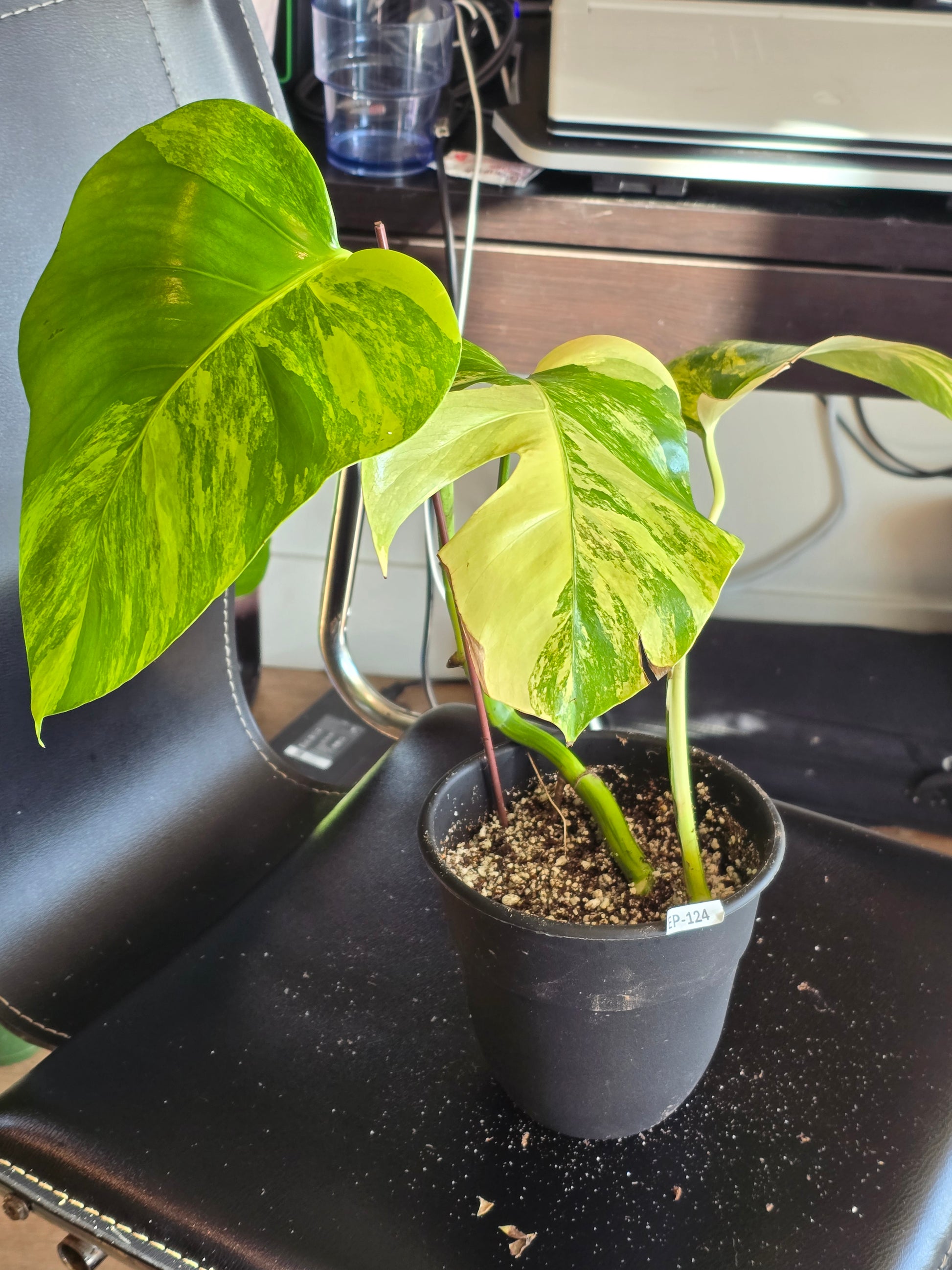 (UG-05)Root in moss 4+ leaves- Monstera Delisiosa 'Aurea' Variegated Rare Plant- Get Similar to the picture - 🪴 Voelk Art & Plants Inc 🪴