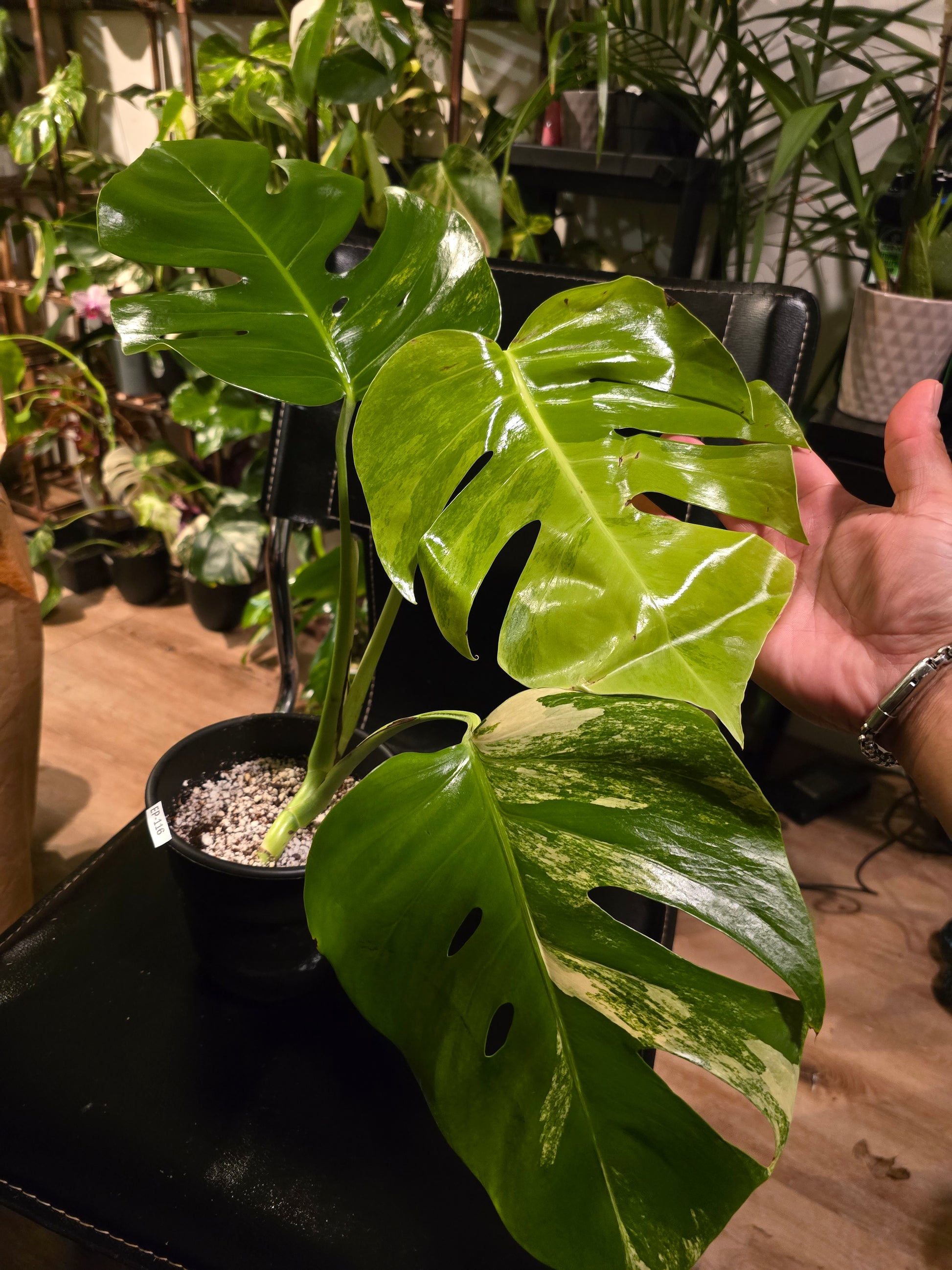 (UG-05)Root in moss 4+ leaves- Monstera Delisiosa 'Aurea' Variegated Rare Plant- Get Similar to the picture - 🪴 Voelk Art & Plants Inc 🪴