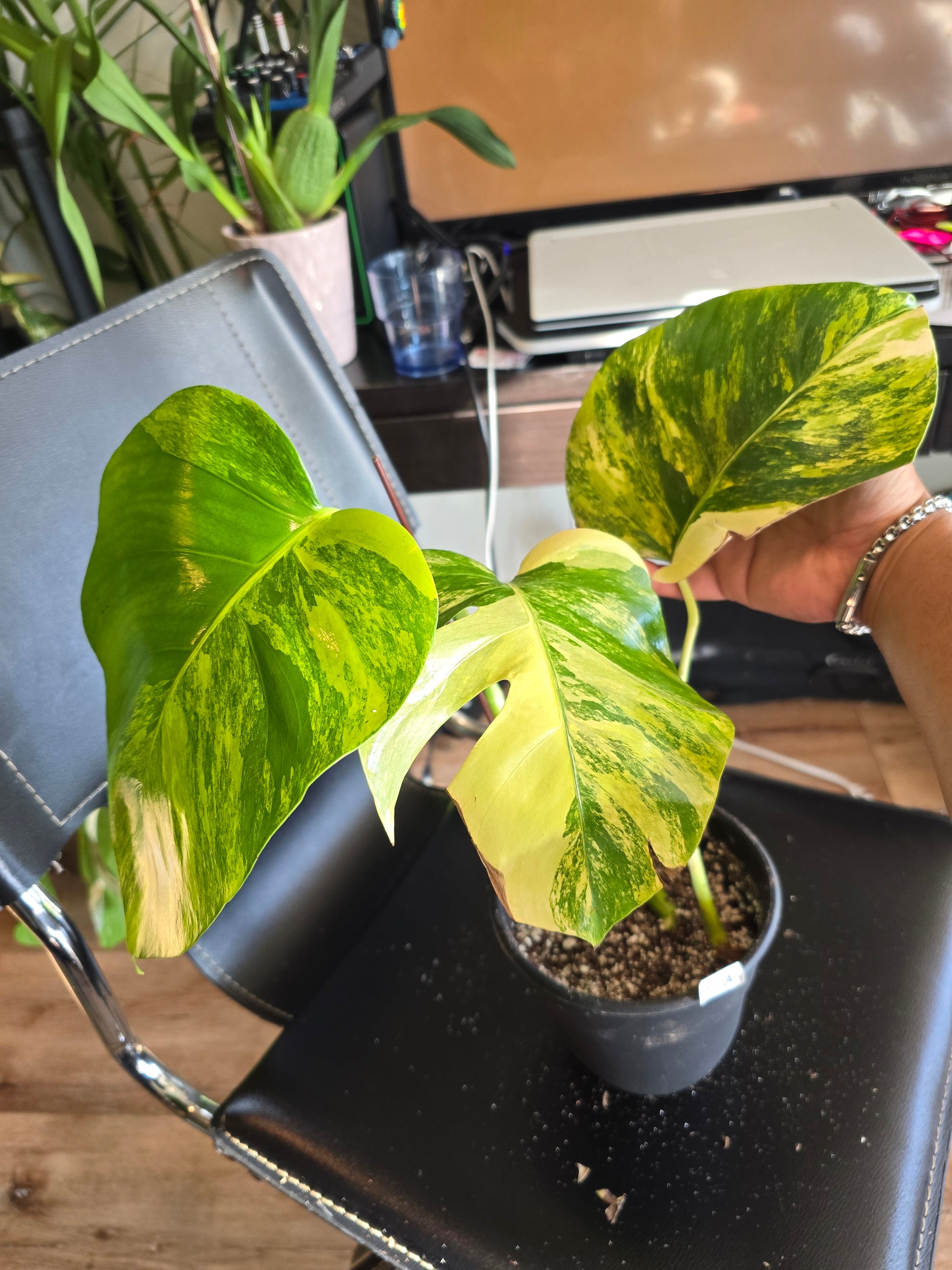 (UG-05)Root in moss 4+ leaves- Monstera Delisiosa 'Aurea' Variegated Rare Plant- Get Similar to the picture - 🪴 Voelk Art & Plants Inc 🪴