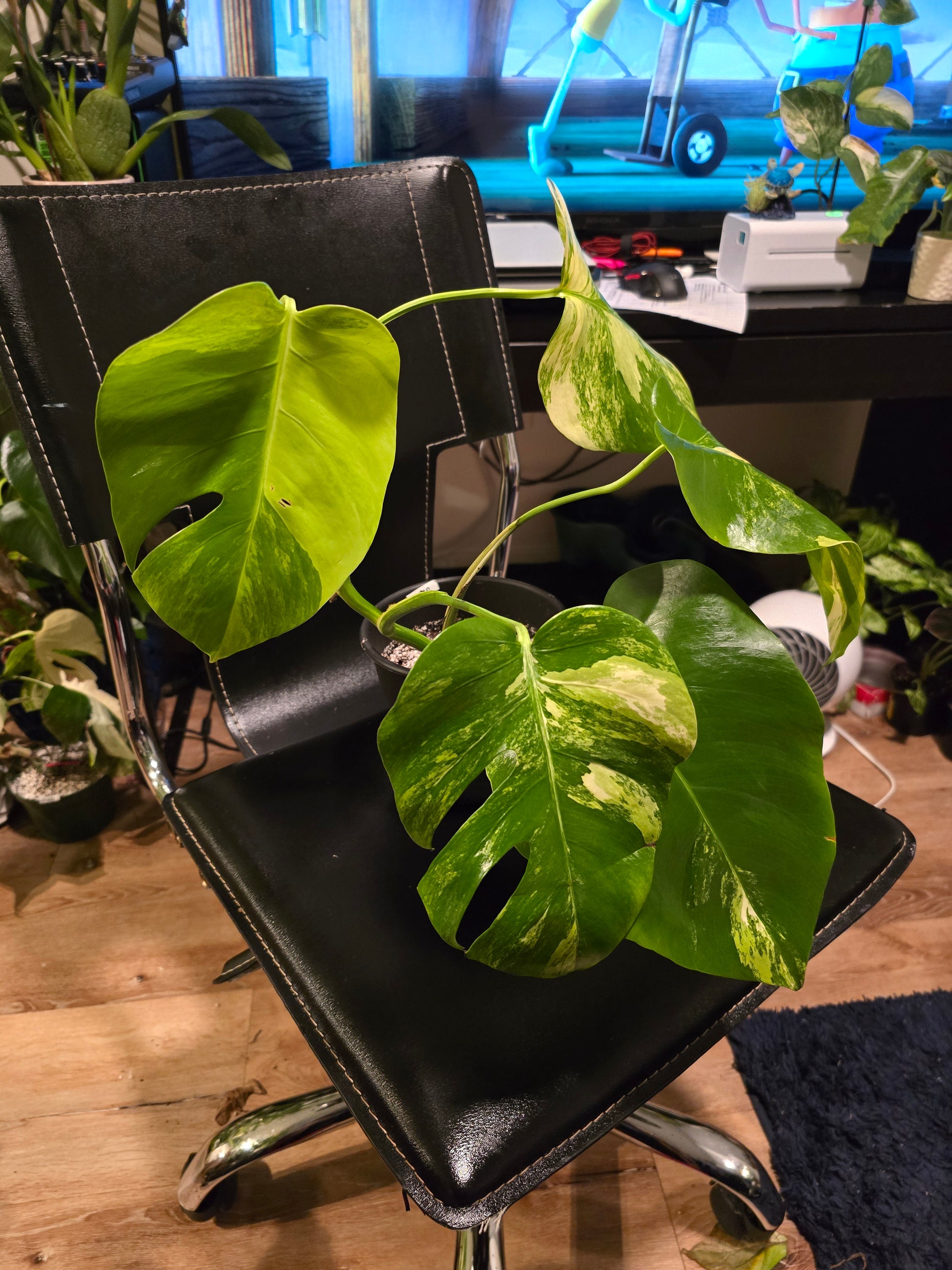 (UG-05)Root in moss 4+ leaves- Monstera Delisiosa 'Aurea' Variegated Rare Plant- Get Similar to the picture - 🪴 Voelk Art & Plants Inc 🪴
