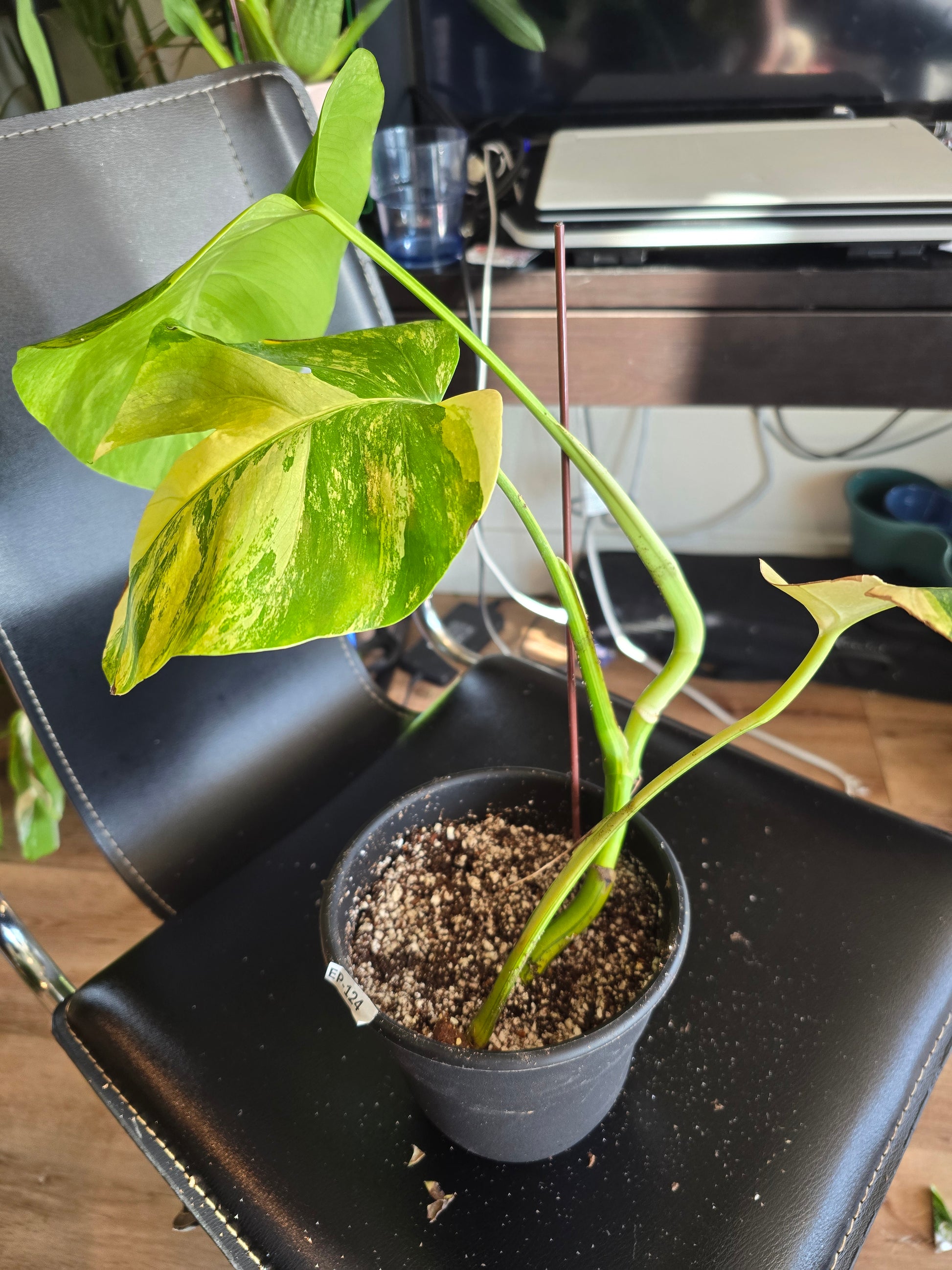 (UG-05)Root in moss 4+ leaves- Monstera Delisiosa 'Aurea' Variegated Rare Plant- Get Similar to the picture - 🪴 Voelk Art & Plants Inc 🪴