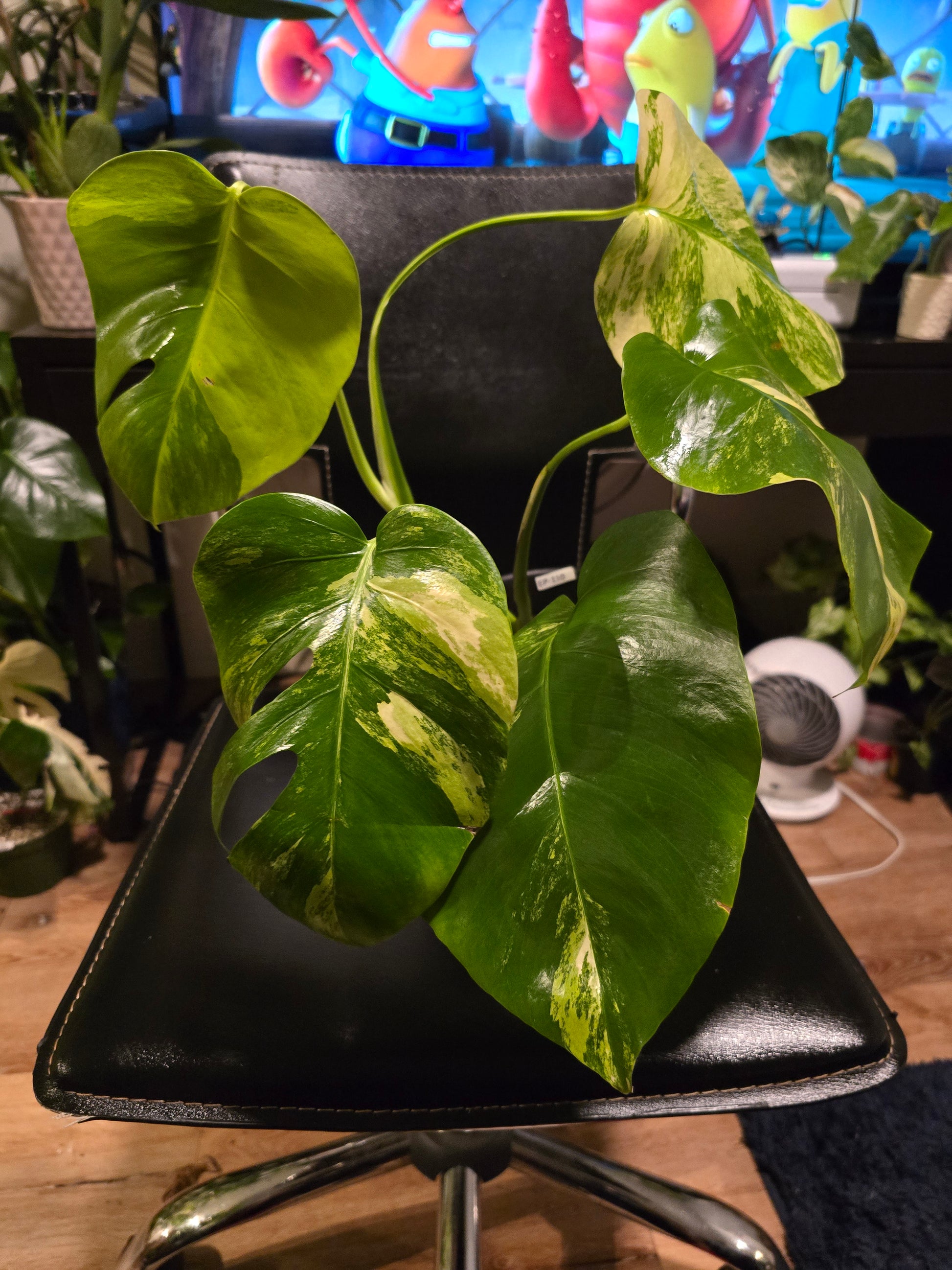 (UG-05)Root in moss 4+ leaves- Monstera Delisiosa 'Aurea' Variegated Rare Plant- Get Similar to the picture - 🪴 Voelk Art & Plants Inc 🪴