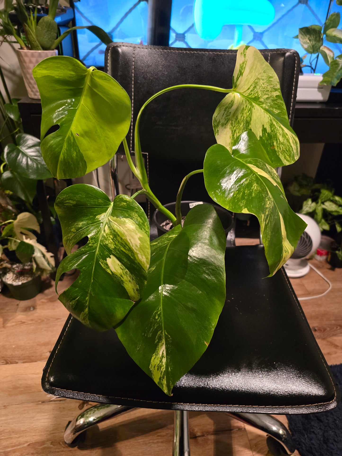 (UG-05)Root in moss 4+ leaves- Monstera Delisiosa 'Aurea' Variegated Rare Plant- Get Similar to the picture - 🪴 Voelk Art & Plants Inc 🪴
