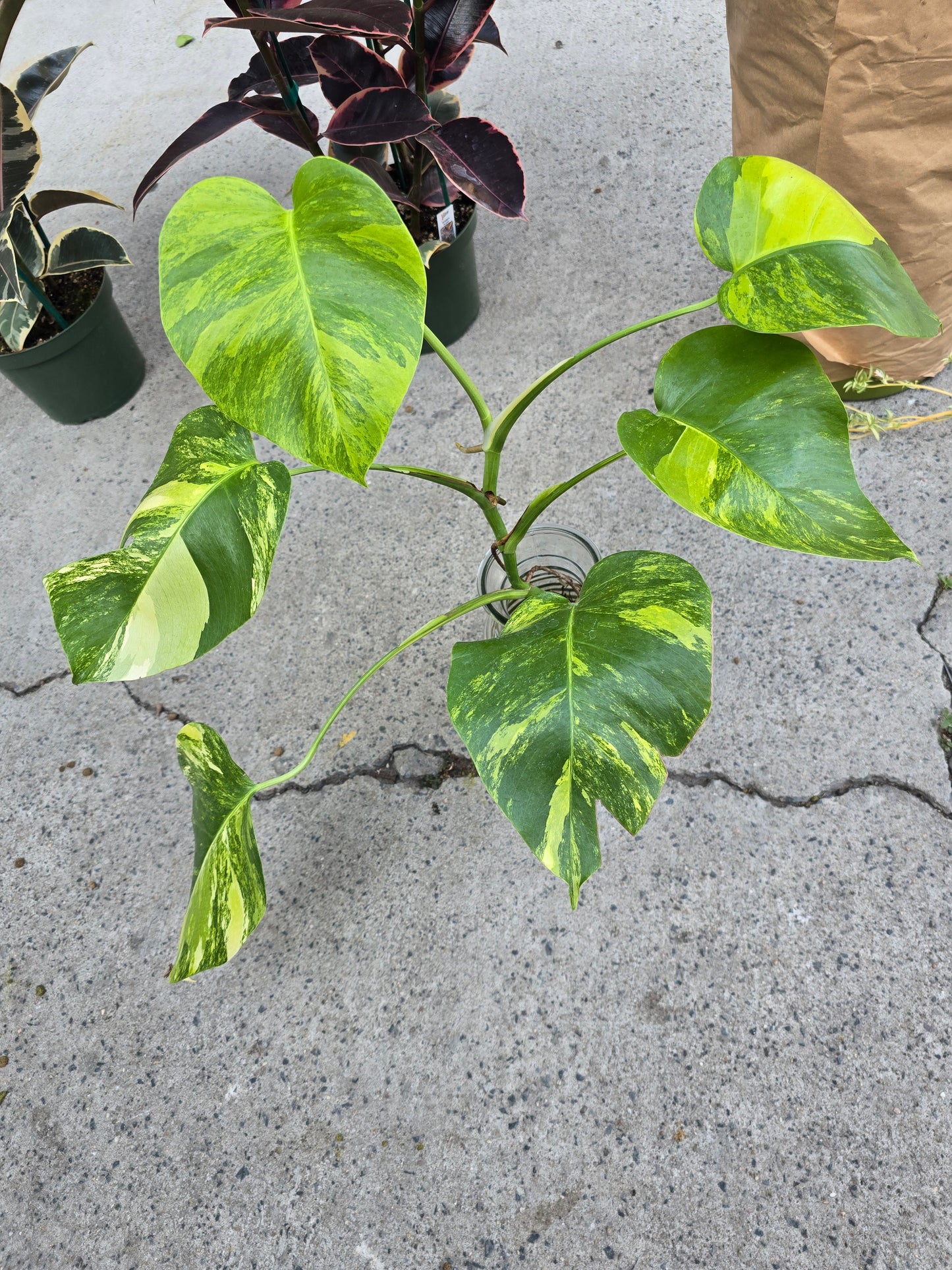 (UG-05)Root in moss 4+ leaves- Monstera Delisiosa 'Aurea' Variegated Rare Plant- Get Similar to the picture - 🪴 Voelk Art & Plants Inc 🪴