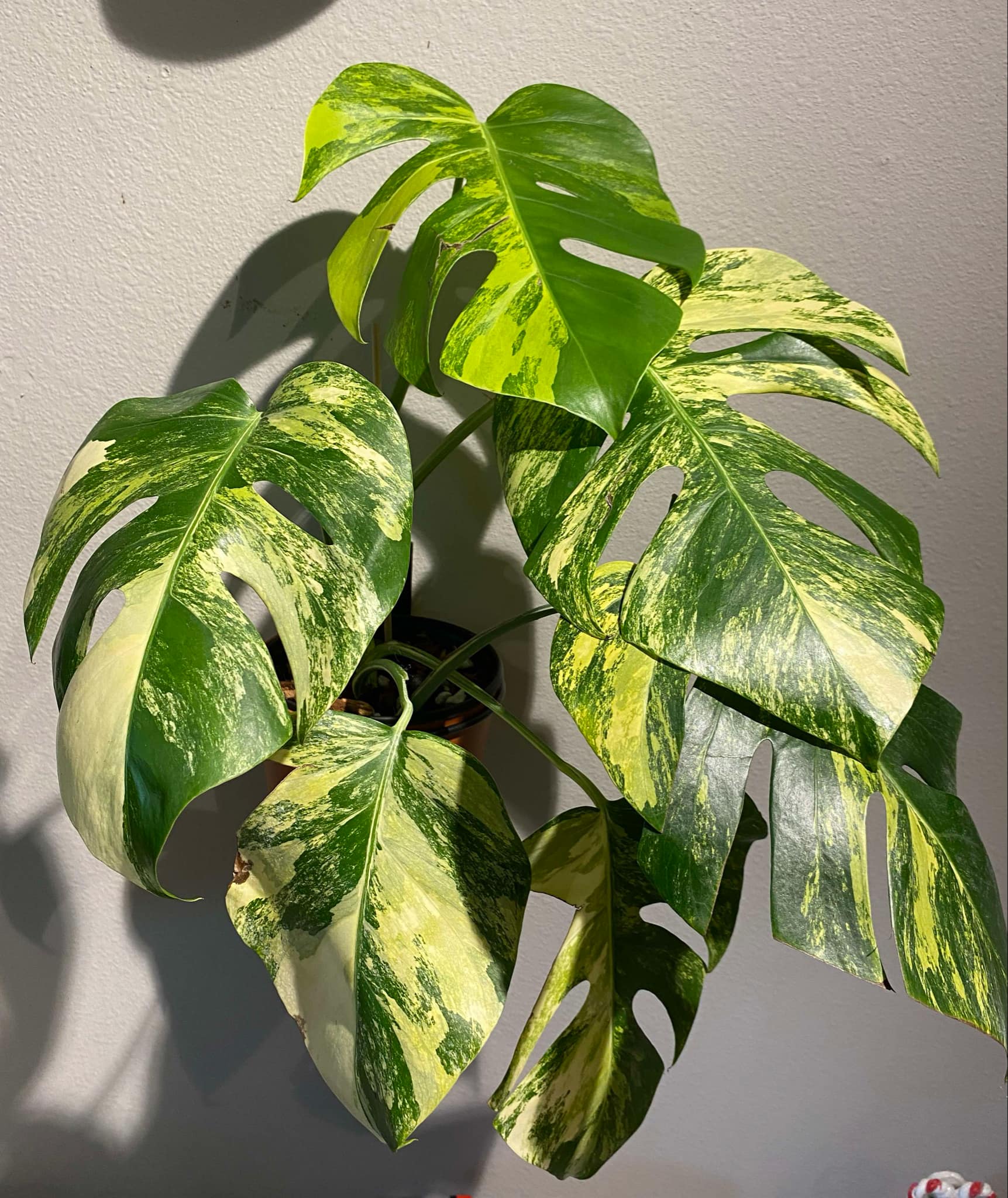 (UG-05)Root in moss 4+ leaves- Monstera Delisiosa 'Aurea' Variegated Rare Plant- Get Similar to the picture - 🪴 Voelk Art & Plants Inc 🪴