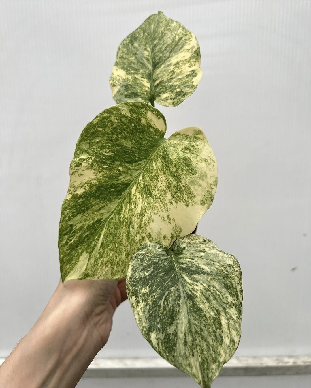 monstera delici (UG-13)Root in moss 3-4 leaves- Monstera Delisiosa 'Legacy' Variegated