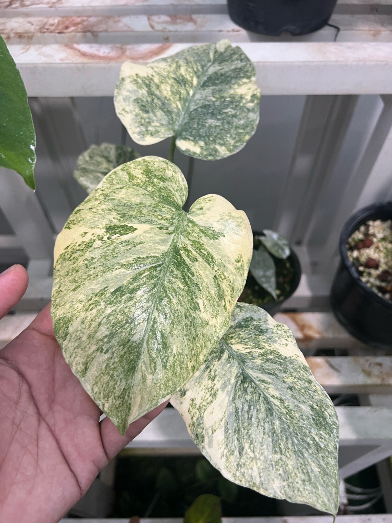 (UG-13)Root in moss 3-4 leaves- Monstera Delisiosa 'Legacy' Variegated Rare Plant- Get Similar to the picture - 🪴 Voelk Art & Plants Inc 🪴