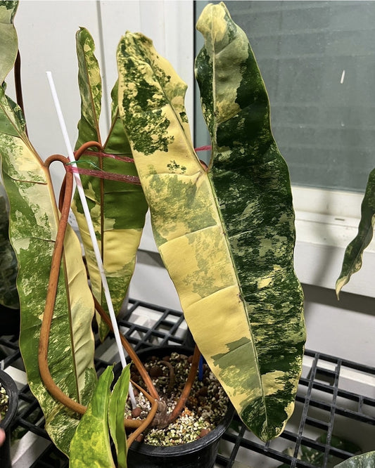 (UG-27)Root in moss 4 leaves, Full Plant - Philodendron Billietia Variegated Rare Plant- Get Similar to the picture - 🪴 Voelk Art & Plants Inc 🪴