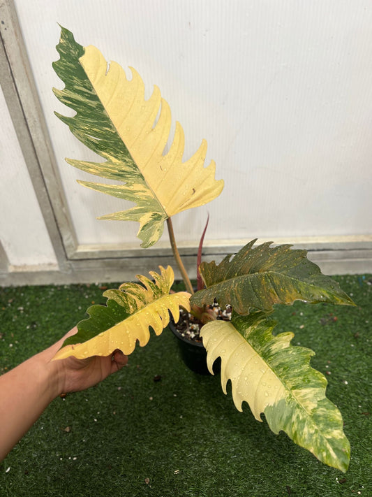 (UG-30)Root in moss 3-4+ leaves, Full Plant - Philodendron 'Caramel Marble' Variegated Rare Plant- Get Similar to the picture - 🪴 Voelk Art & Plants Inc 🪴