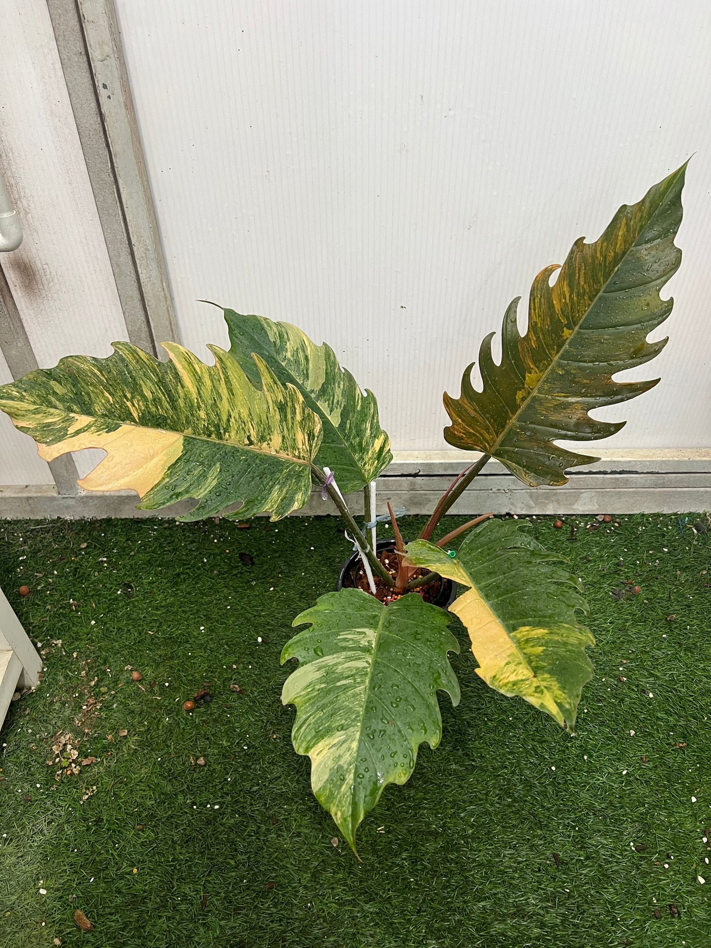 (UG-30)Root in moss 3-4+ leaves, Full Plant - Philodendron 'Caramel Marble' Variegated Rare Plant- Get Similar to the picture - 🪴 Voelk Art & Plants Inc 🪴
