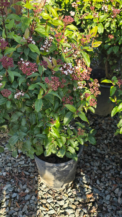 Viburnum tinus 'Spring Bouquet' on 5 gallon pot - Get similar - 🪴 Voelk Art & Plants Inc 🪴