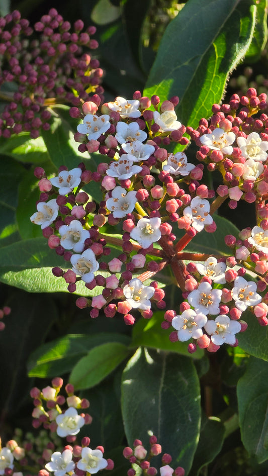 Viburnum tinus 'Spring Bouquet' on 5 gallon pot - Get similar - 🪴 Voelk Art & Plants Inc 🪴