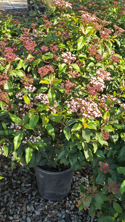 Viburnum tinus 'Spring Bouquet' on 5 gallon pot - Get similar - 🪴 Voelk Art & Plants Inc 🪴