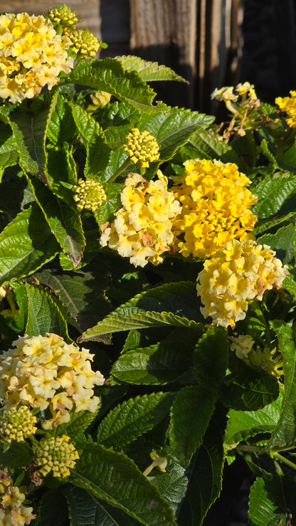 West Indian Lantana Yellow Flower on 5 gallon pot - Get similar - 🪴 Voelk Art & Plants Inc 🪴