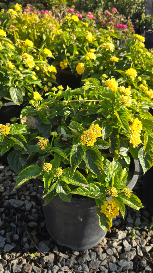 West Indian Lantana Yellow Flower on 5 gallon pot - Get similar - 🪴 Voelk Art & Plants Inc 🪴