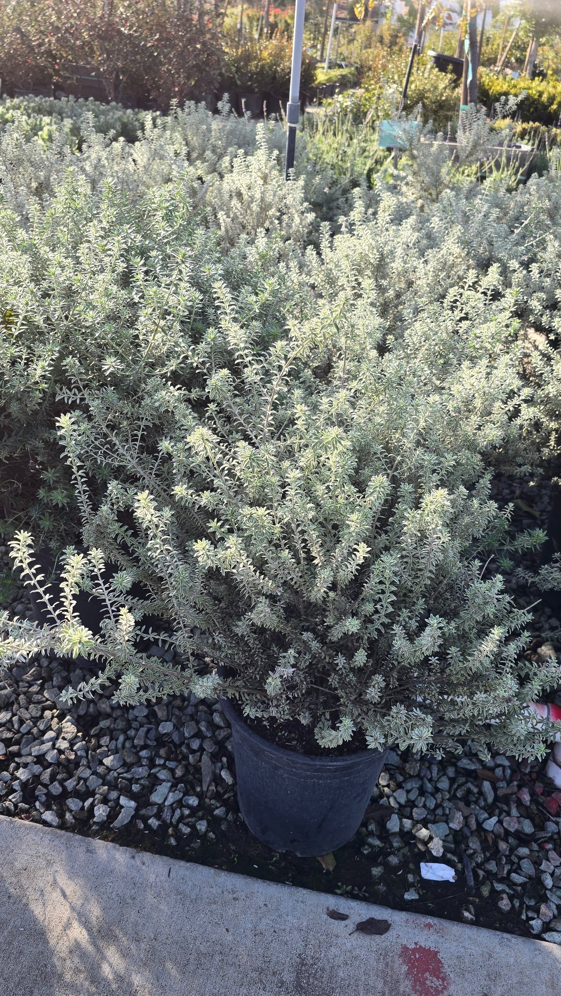 Westringia fruticosa 'Smokey' 5 gallon pot - Get similar - 🪴 Voelk Art & Plants Inc 🪴