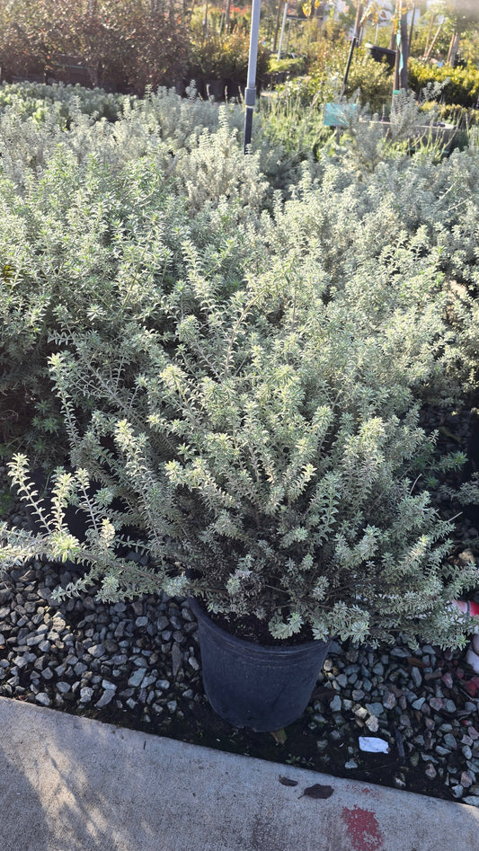 Westringia fruticosa 'Smokey' 5 gallon pot - Get similar - 🪴 Voelk Art & Plants Inc 🪴