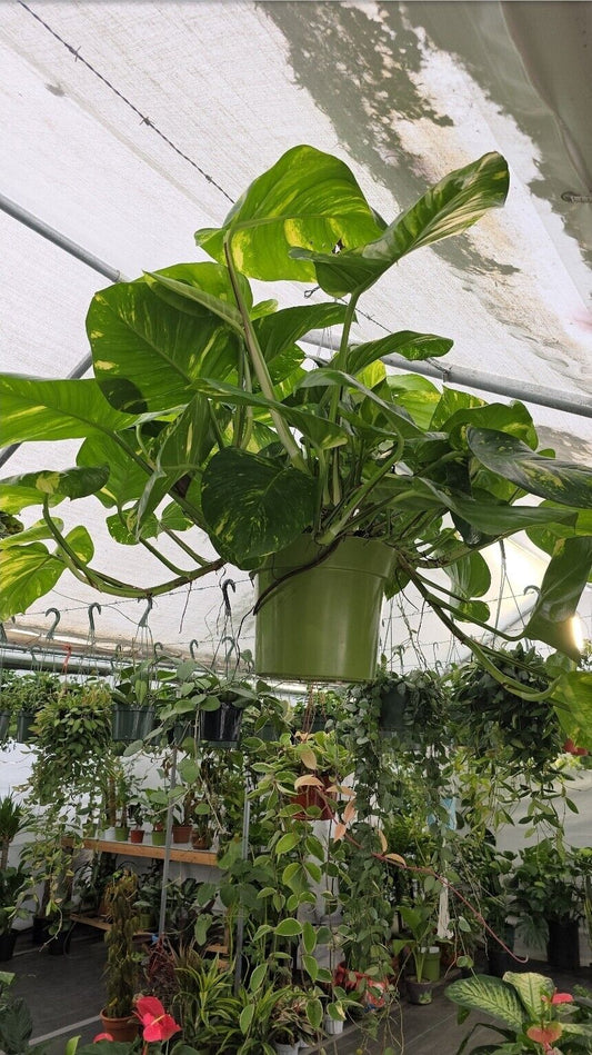 10" Pot - 2.5 ft tall Giant Hawaiian Pothos plant, Get Similar To the picture
