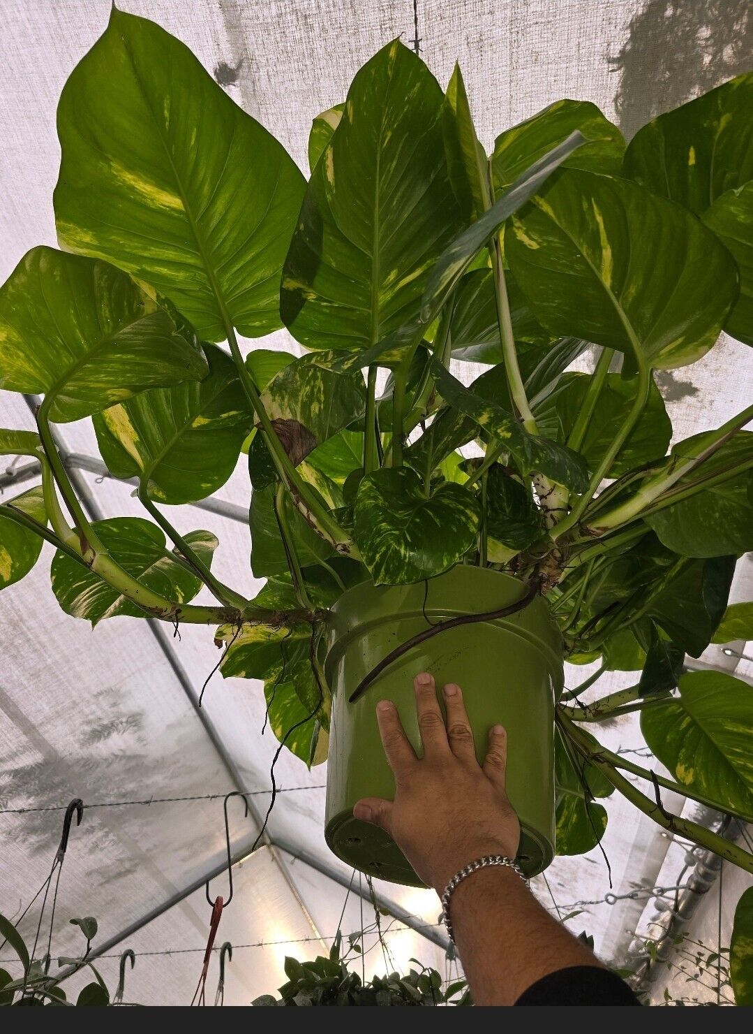 10" Pot - 2.5 ft tall Giant Hawaiian Pothos plant, Get Similar To the picture