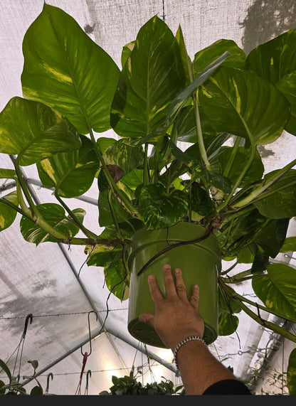 10" Pot - 2.5 ft tall Giant Hawaiian Pothos plant, Get Similar To the picture
