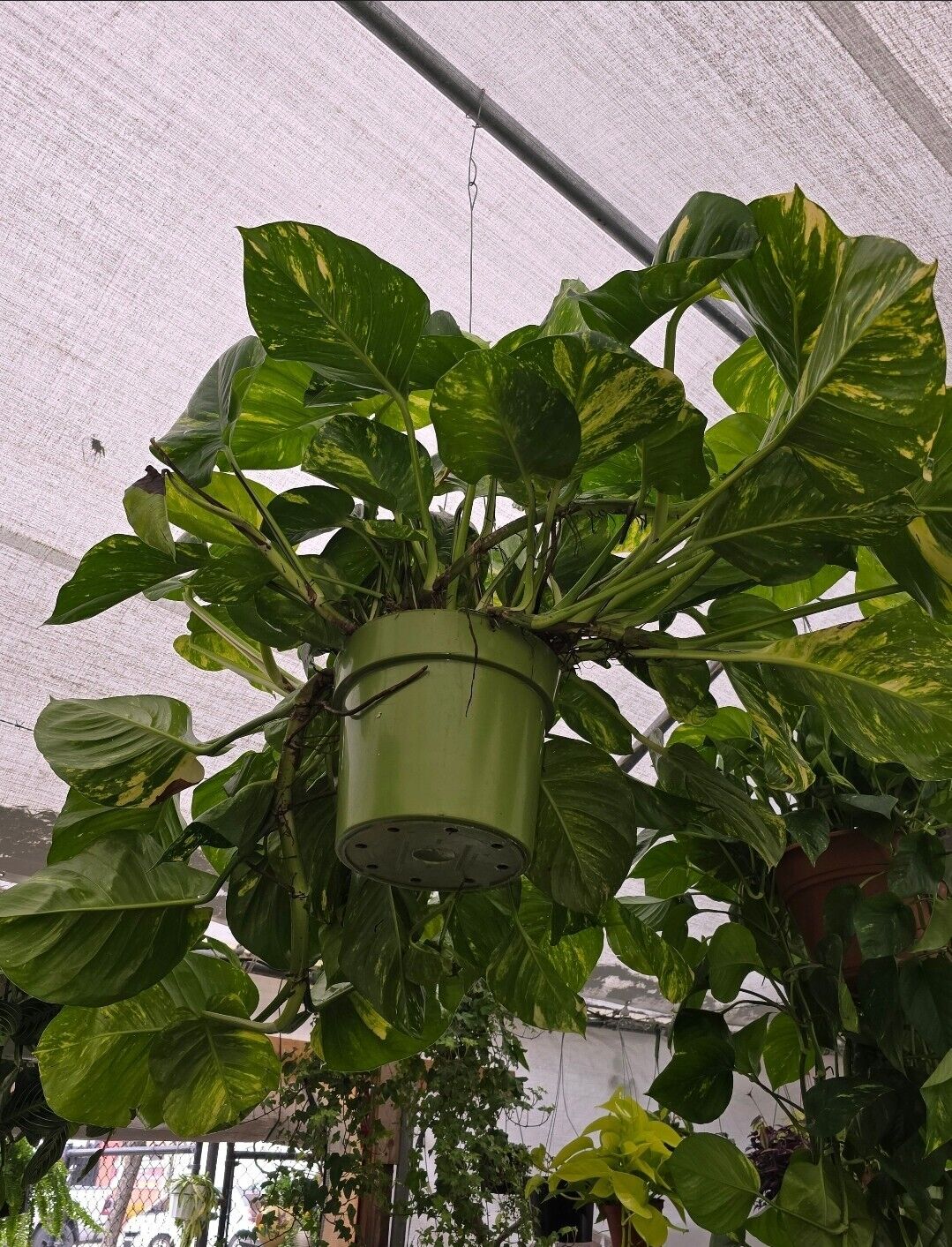 10" Pot - 2.5 ft tall Giant Hawaiian Pothos plant, Get Similar To the picture